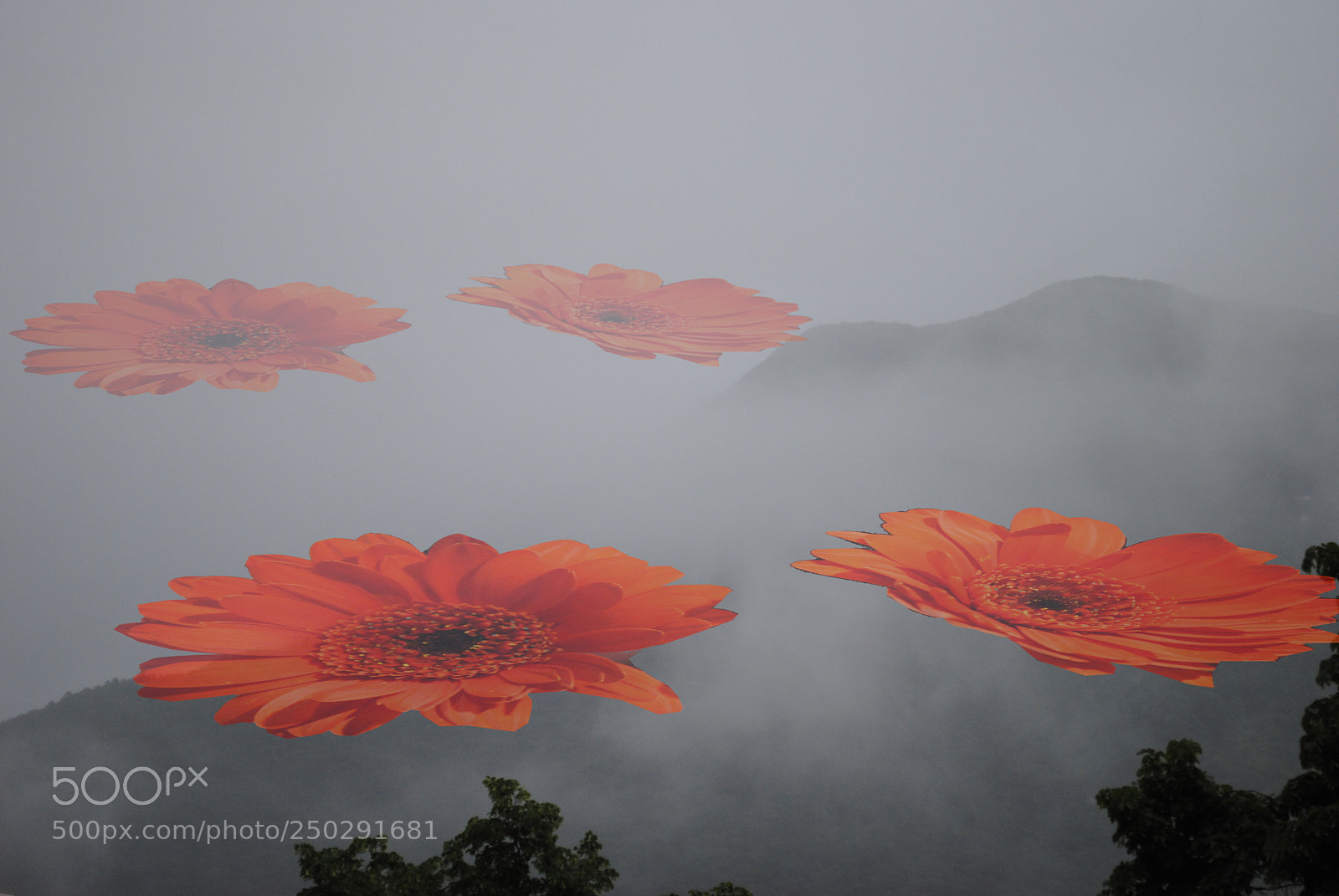 Nikon D3000 sample photo. Daisy storm by serenapaliria photography