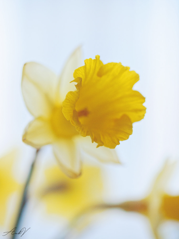Olympus PEN E-PL1 sample photo. Narcissus photography