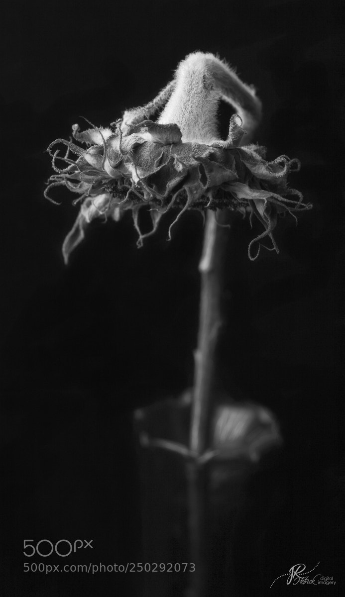 Canon EOS 10D sample photo. A bloom remembered photography