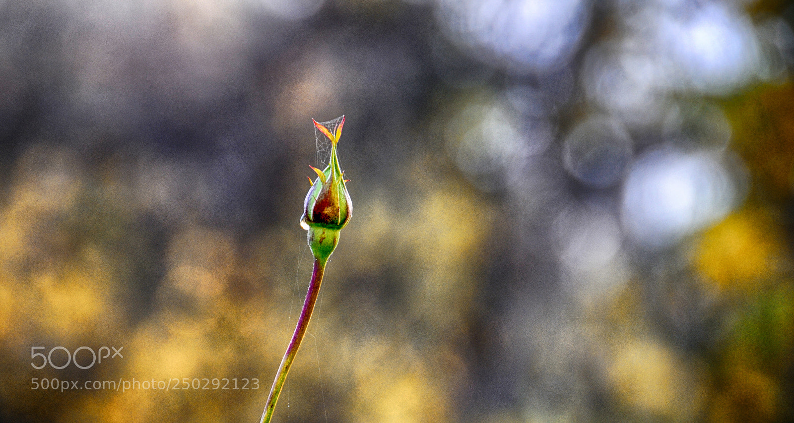 Nikon D300 sample photo. Bud photography