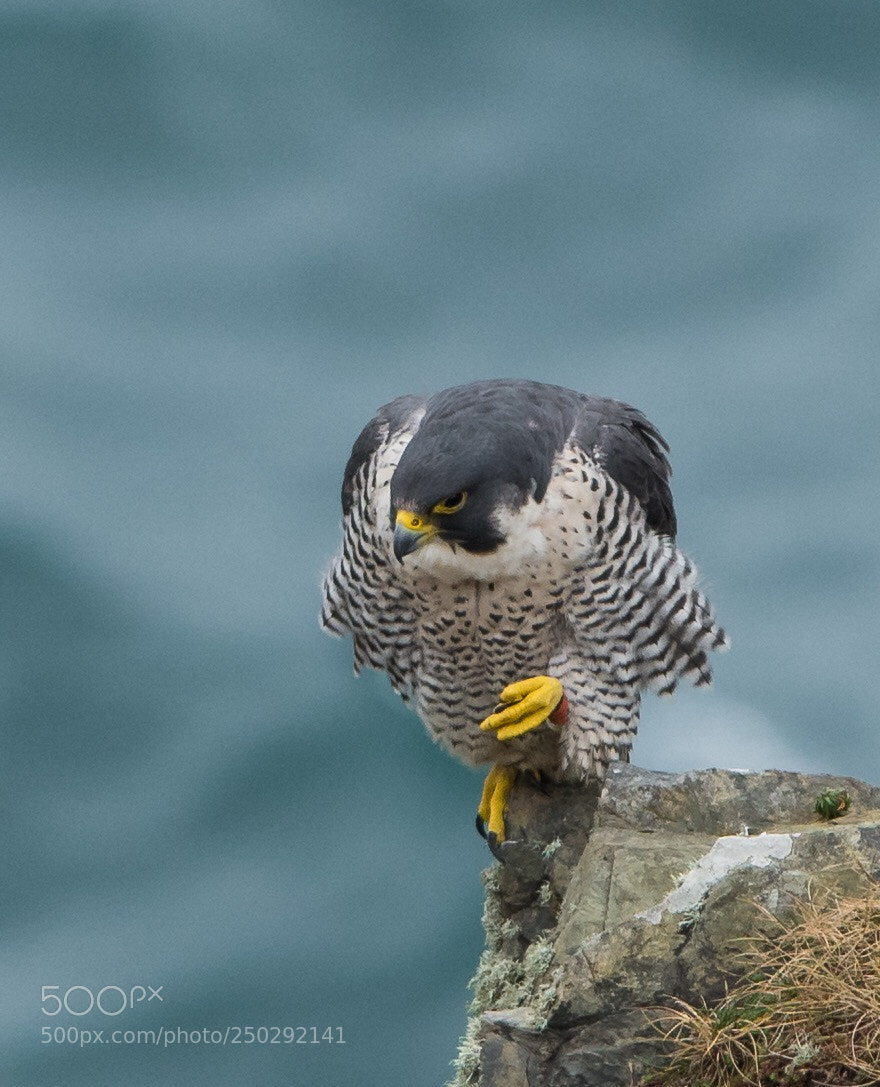 Nikon D500 sample photo. Peregrine falcon. photography