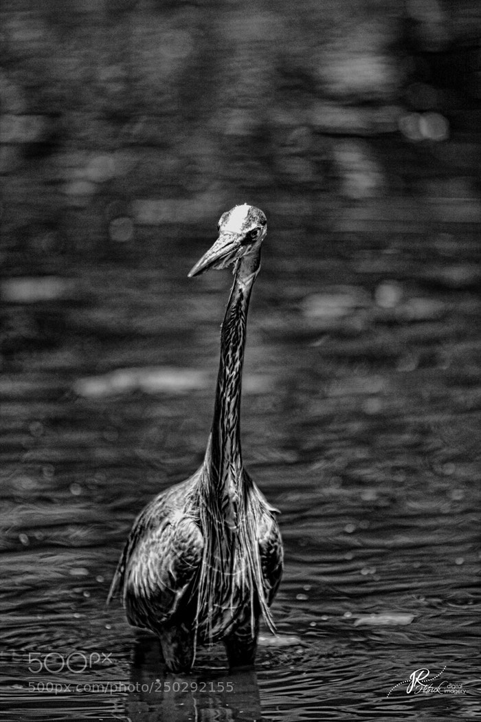 Canon EOS 40D sample photo. Hunting photography