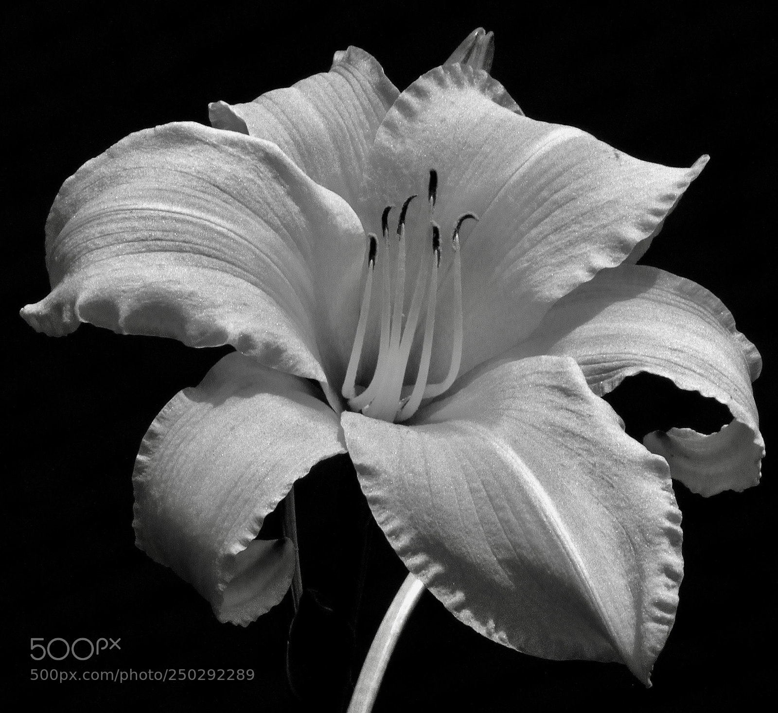 Canon EOS 7D sample photo. Lily photography