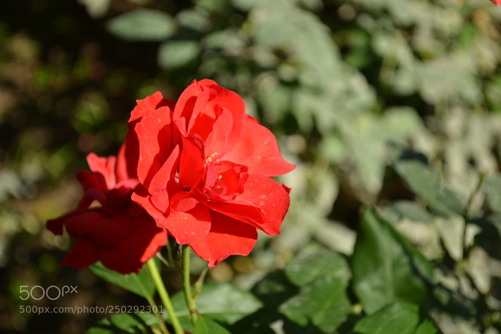 Nikon D3100 sample photo. Untitled photography