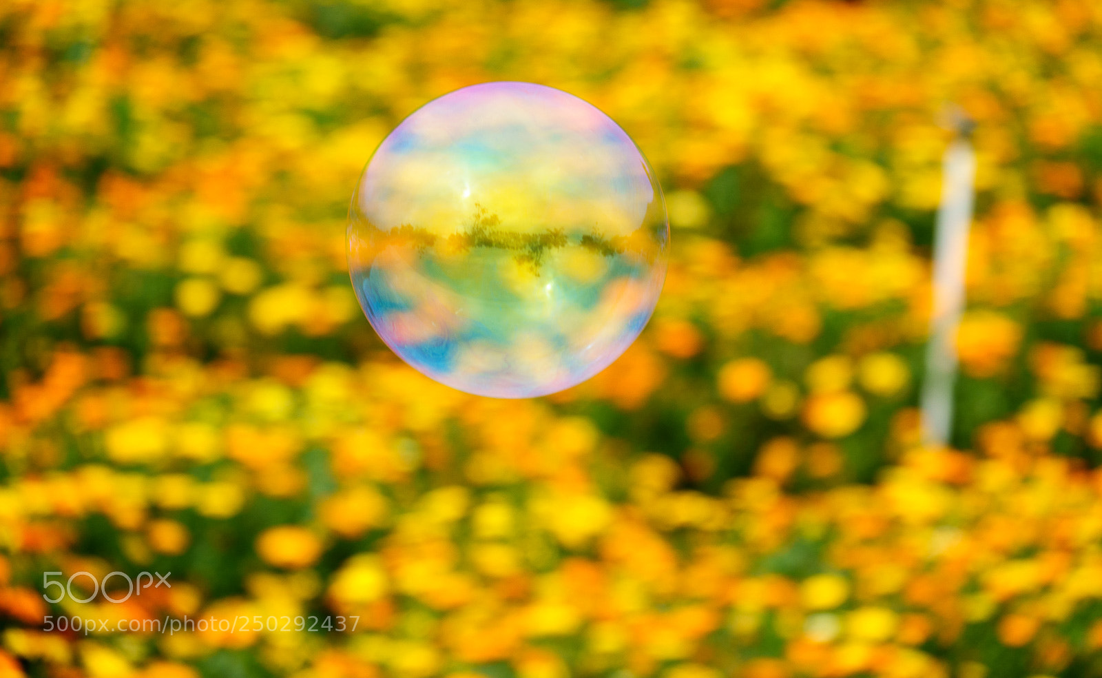 Sony Cyber-shot DSC-RX10 III sample photo. Bubble photography