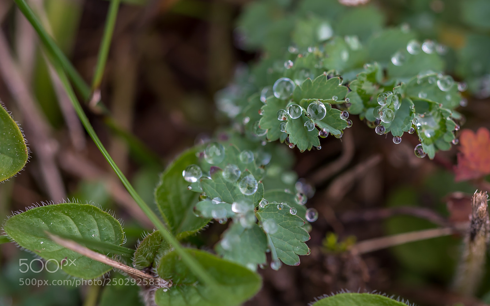Nikon D750 sample photo. Leaves with morning dew photography
