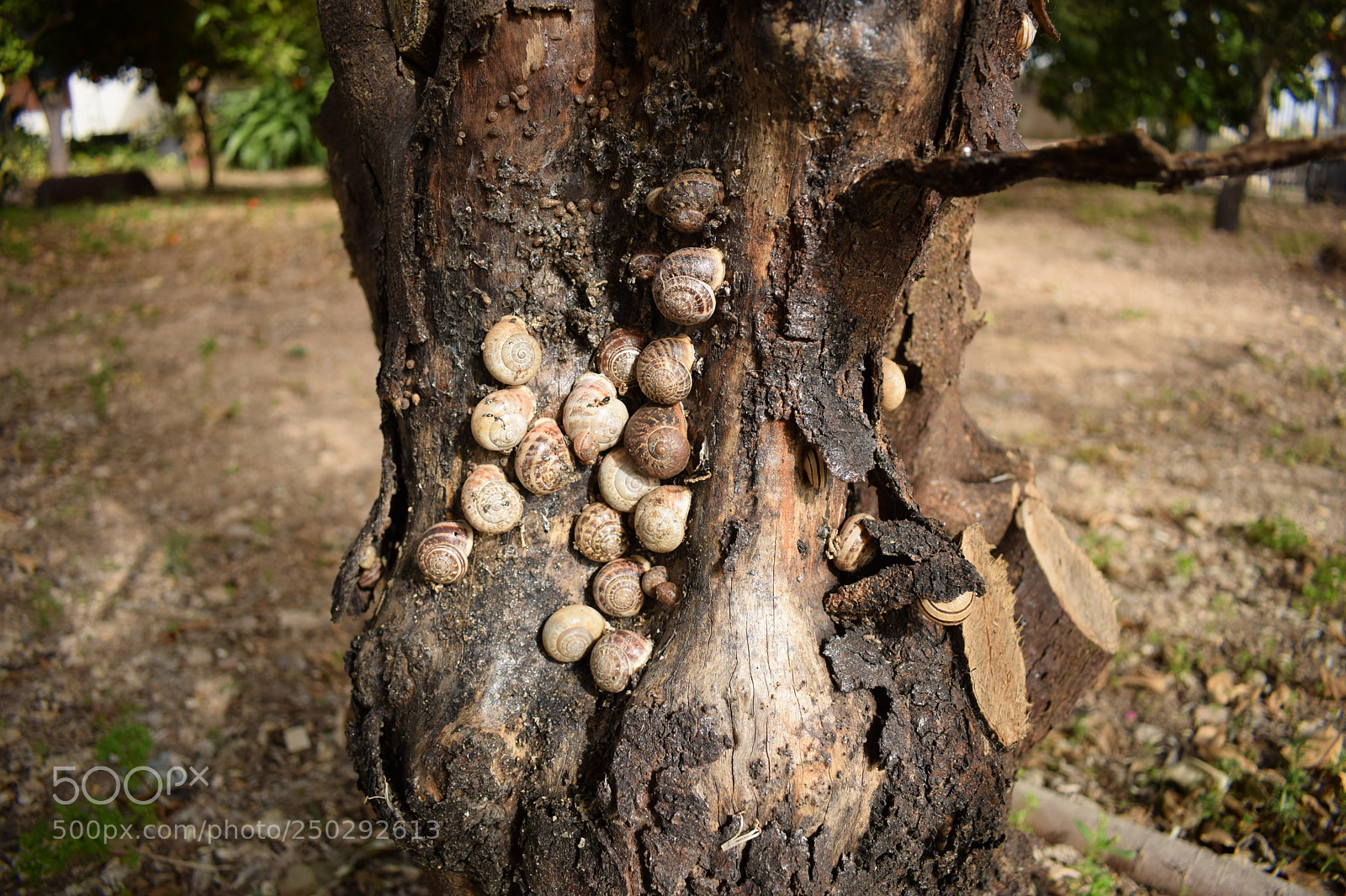 Nikon D3300 sample photo. Tree snails photography