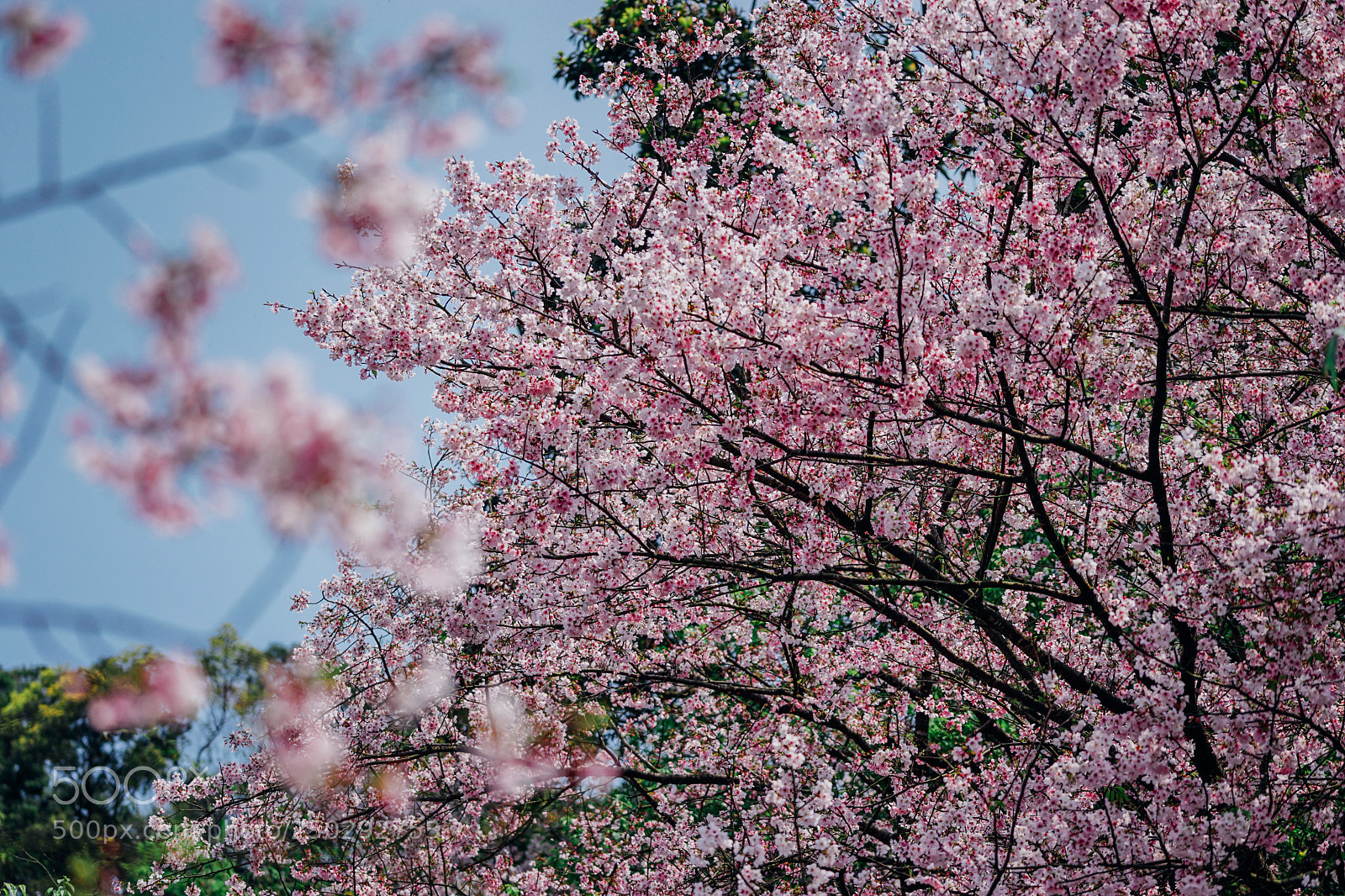 Sony a7 II sample photo. Cherry blossom photography
