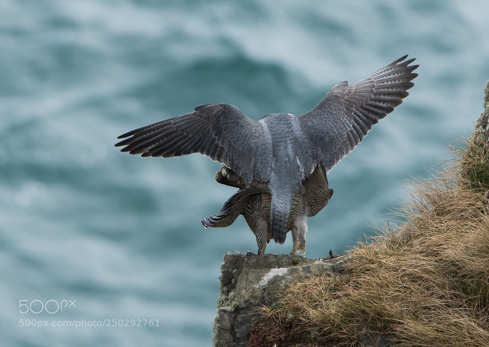 Nikon D500 sample photo. Peregrine falcon doing what photography
