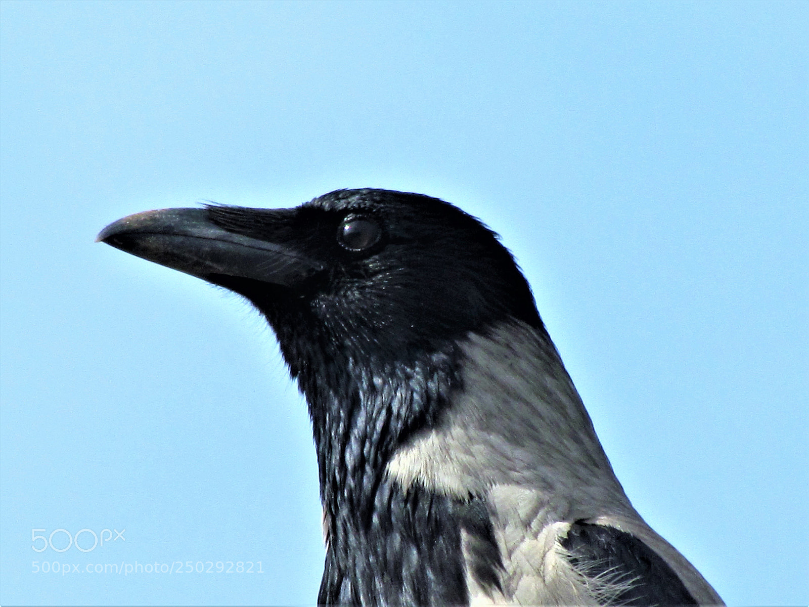 Canon PowerShot SX30 IS sample photo. Crow looking ahead photography