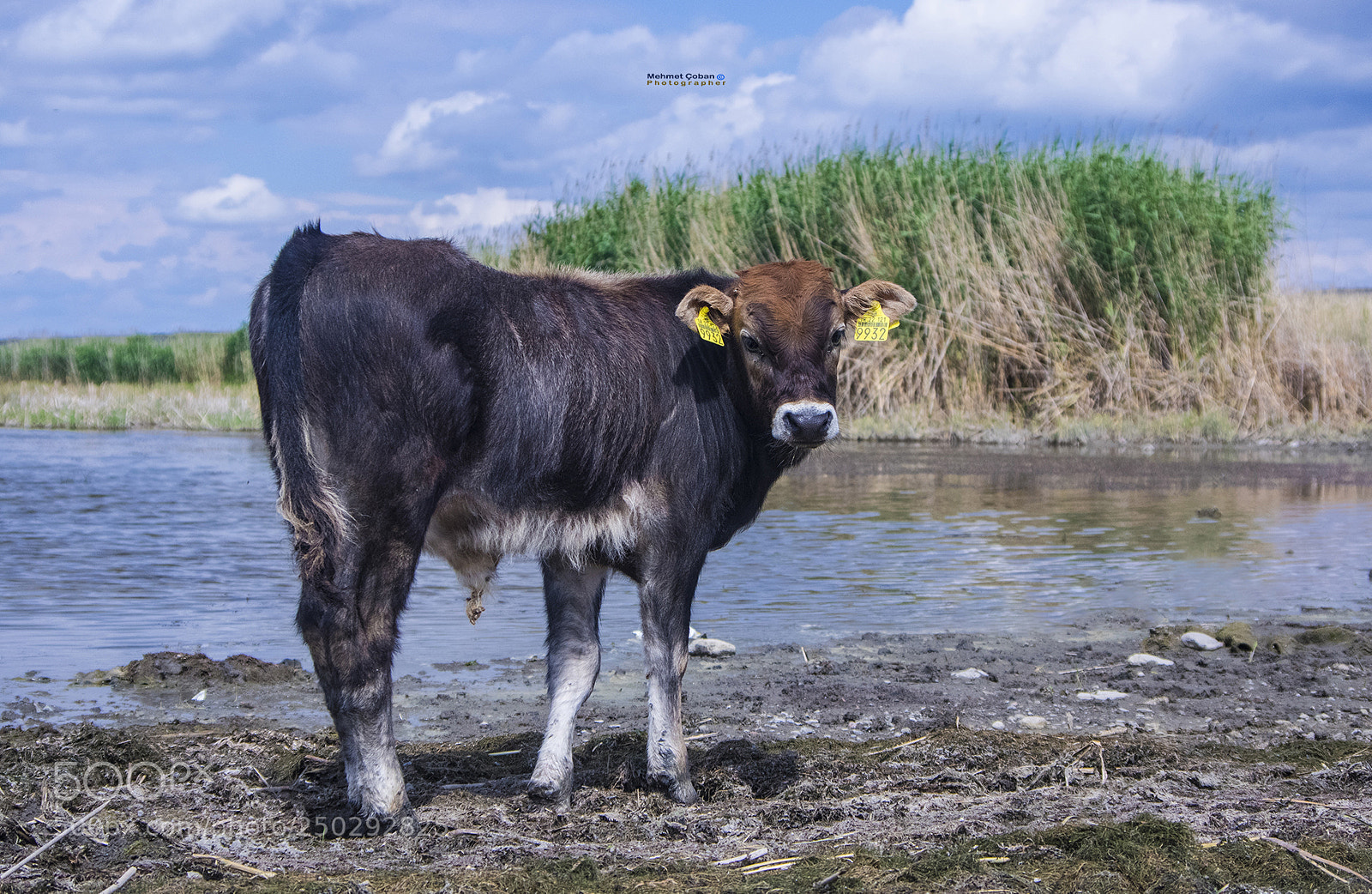 Pentax K-3 II sample photo. Little ox in nature photography