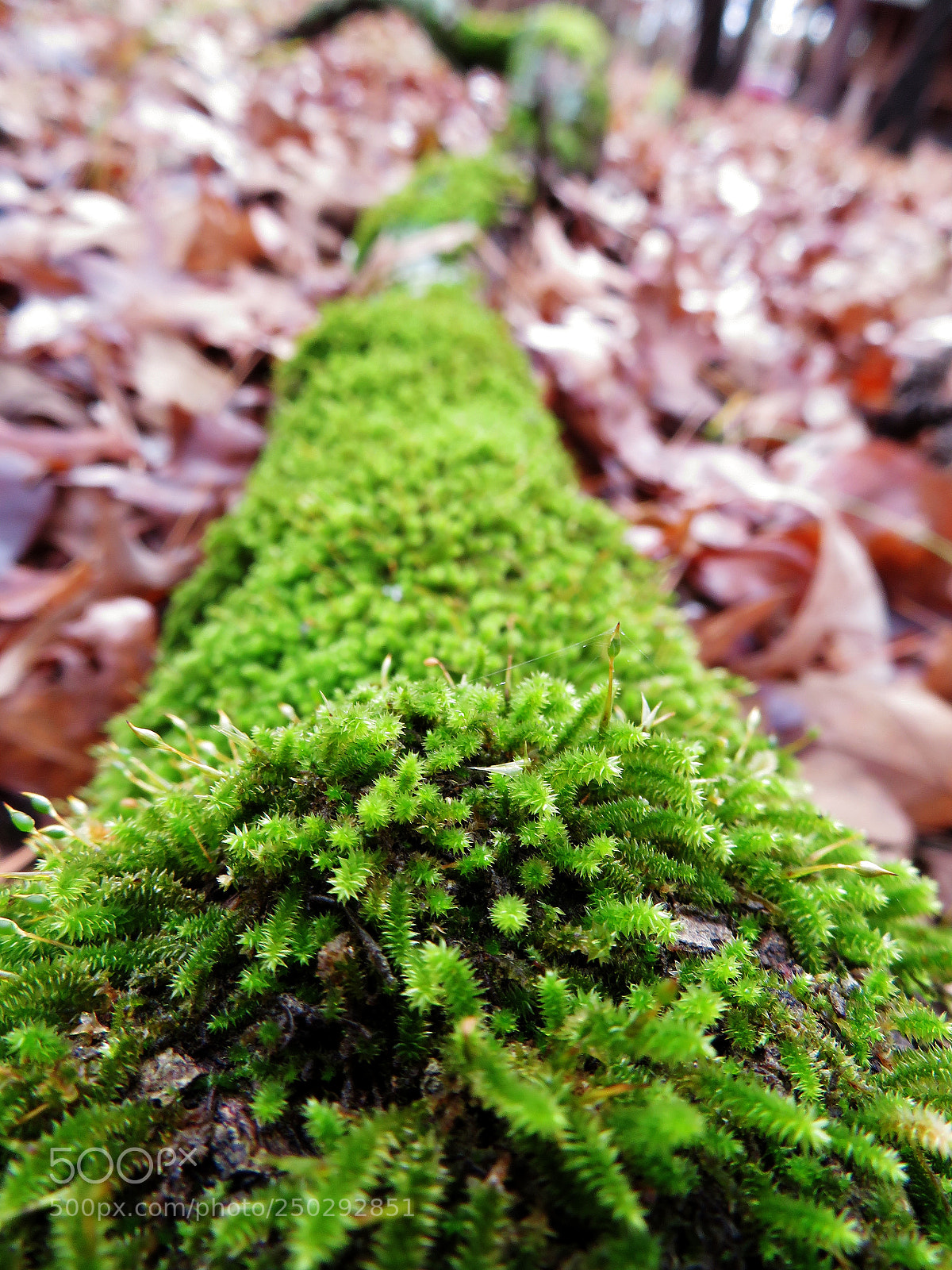 Canon PowerShot SX720 HS sample photo. Mossy log on a photography