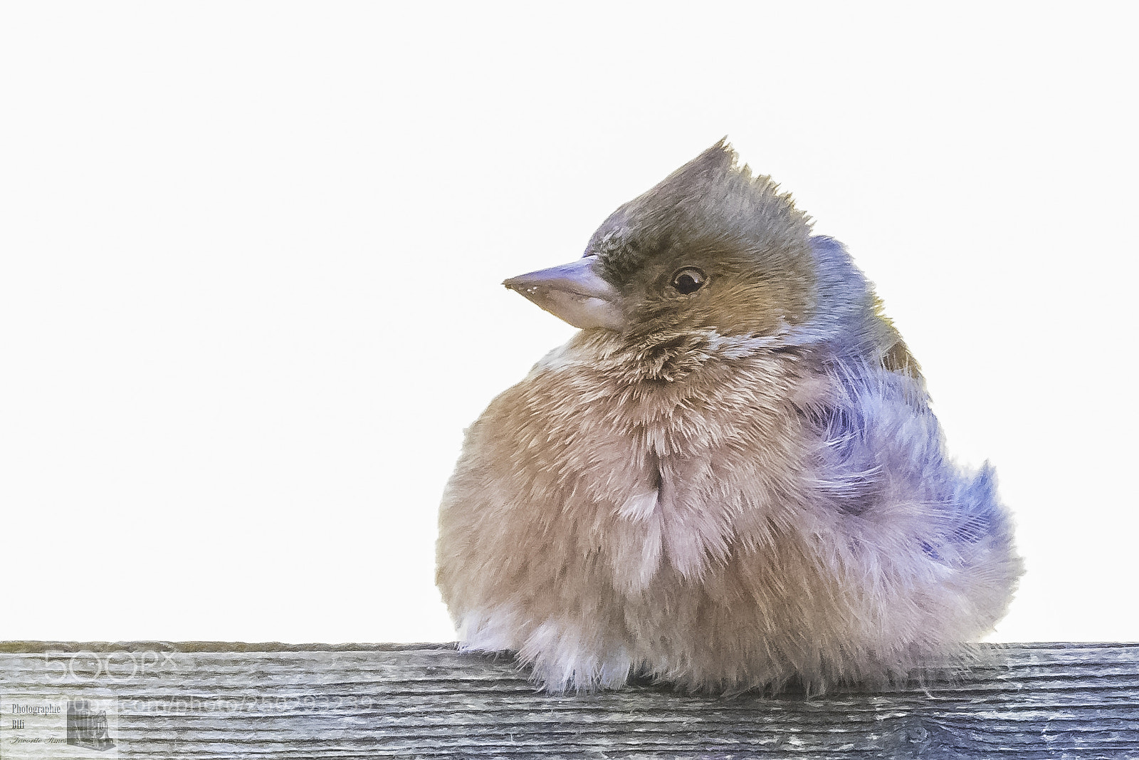 Canon EOS 7D Mark II sample photo. Freezing chaffinch photography
