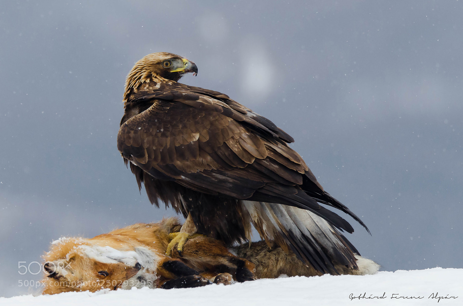 Nikon D7000 sample photo. Golden eagle (aquila chrysaetos) photography