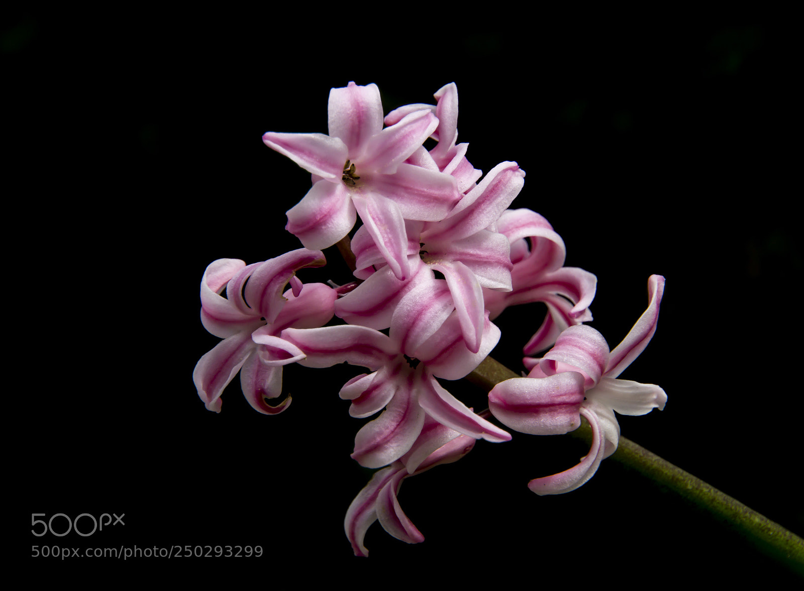 Sony a6000 sample photo. Pink on black photography