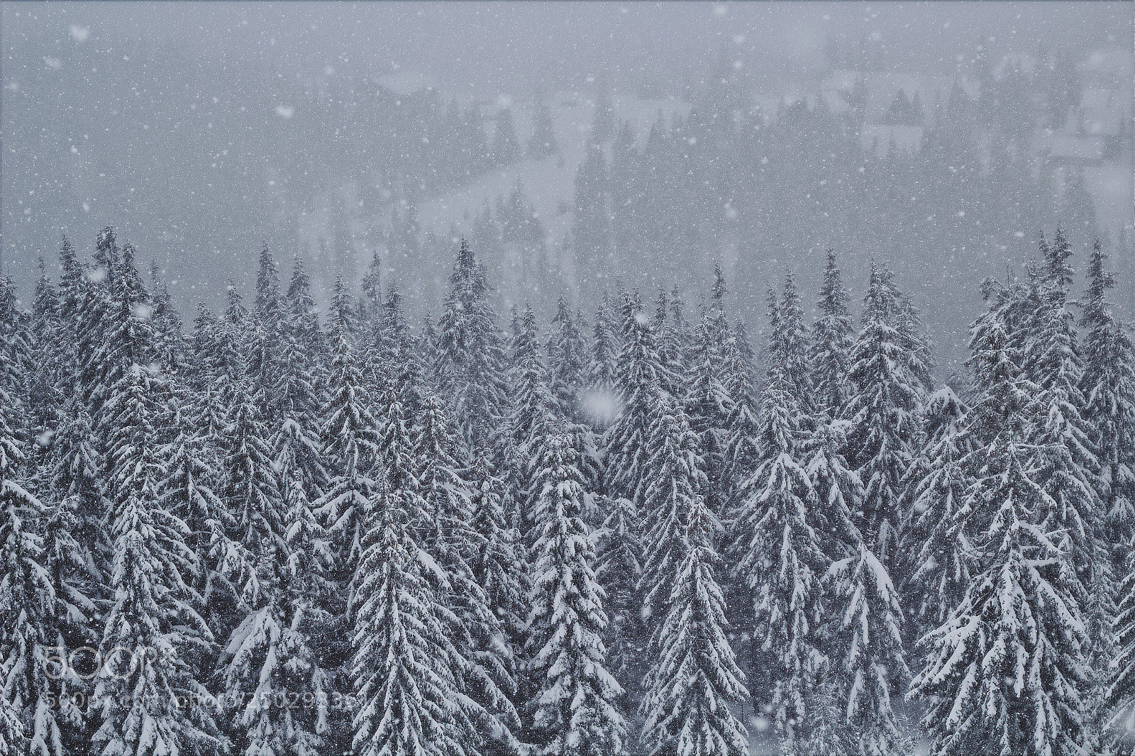 Canon EOS 1200D (EOS Rebel T5 / EOS Kiss X70 / EOS Hi) sample photo. Dragobrat forest photography