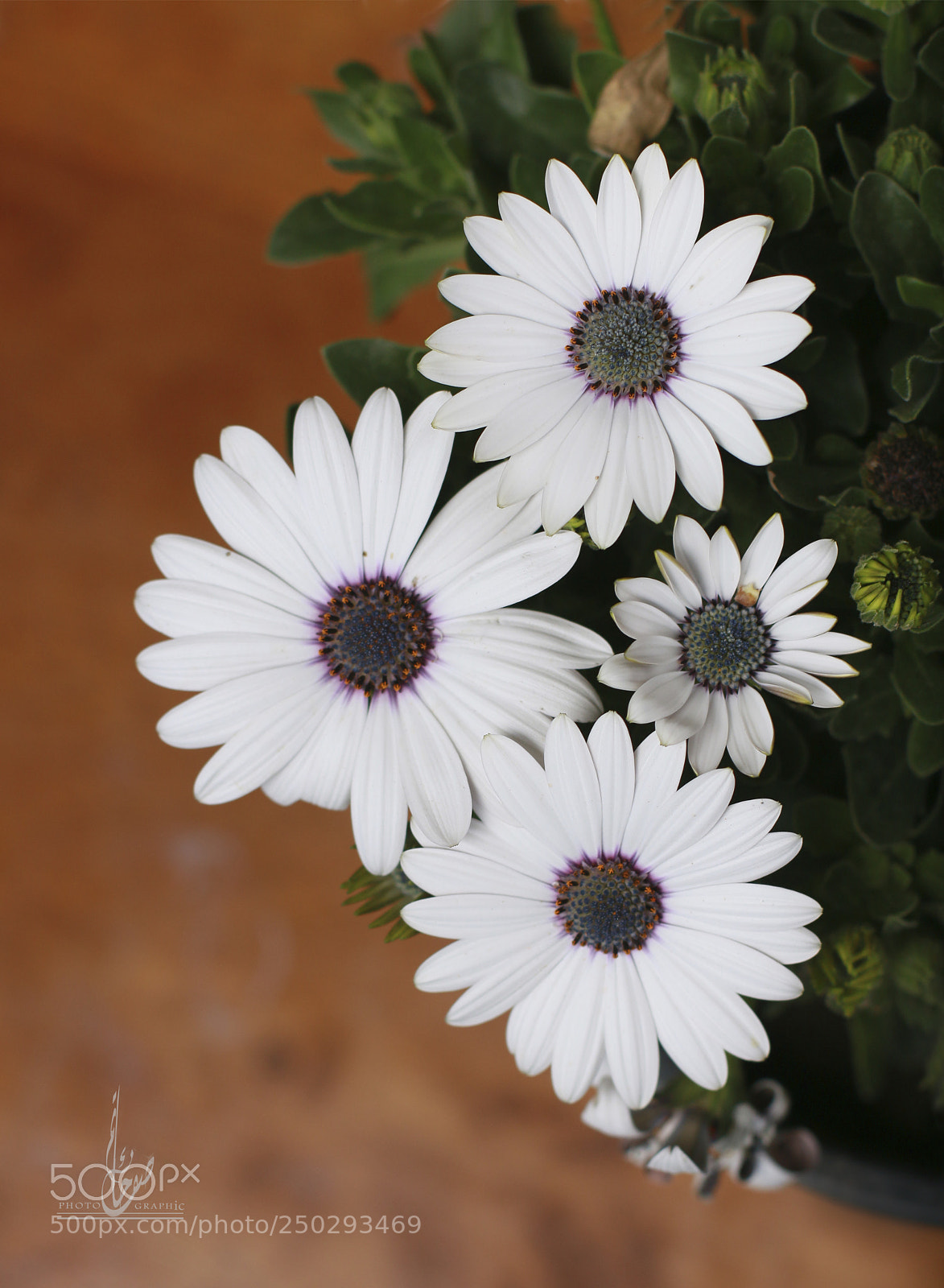 Canon EOS 70D sample photo. علم photography