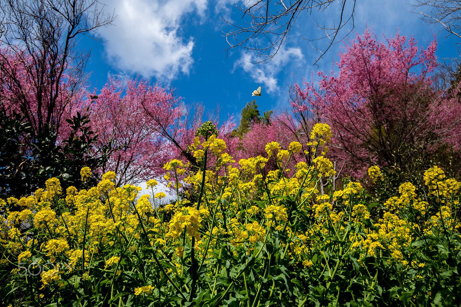 Sony DSC-RX0 sample photo. Okame sakura - 3 photography