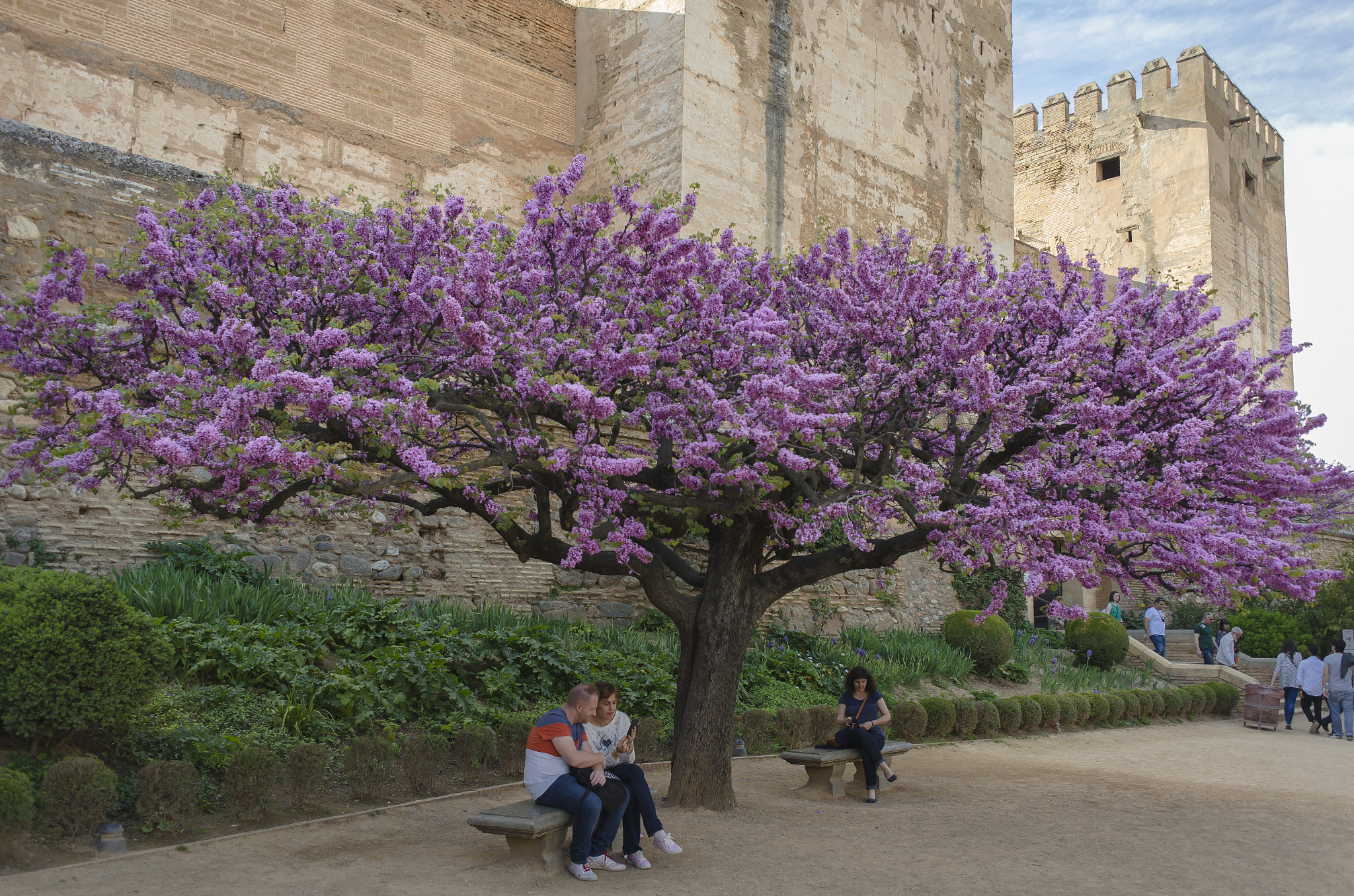 Nikon Coolpix A sample photo. Árbol del amor en la alhambra photography