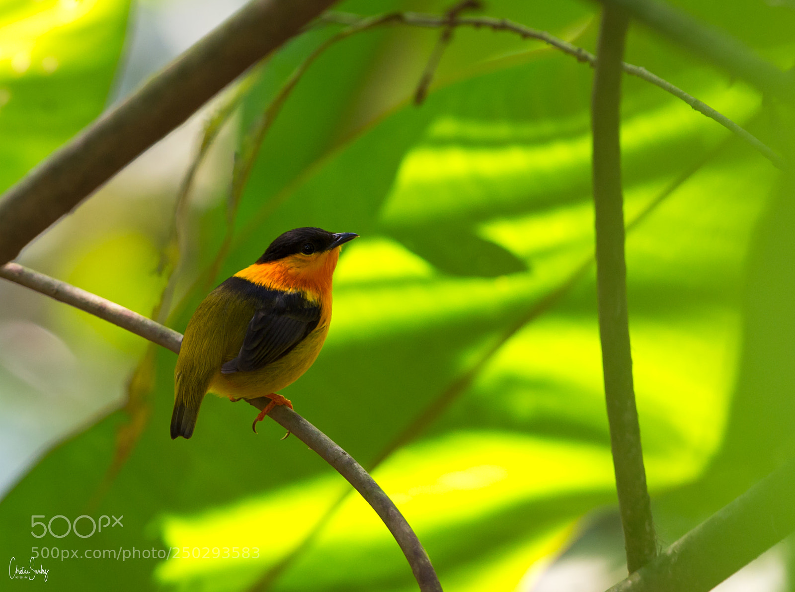 Nikon D4 sample photo. Orange-collared manakin photography