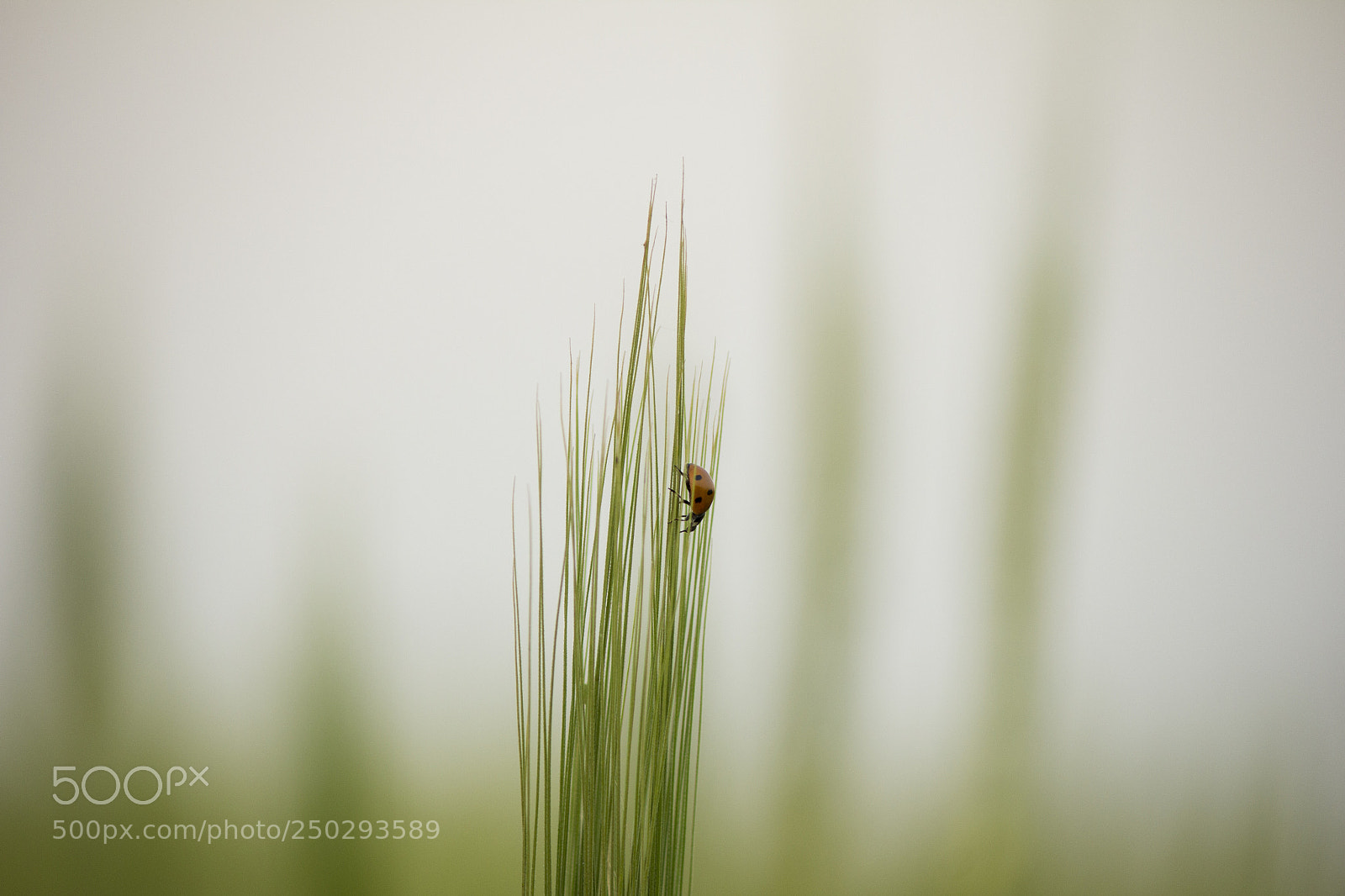 Canon EOS 60D sample photo. Untitled photography