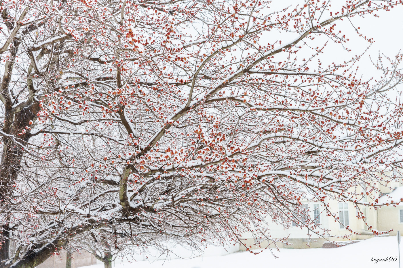 Hasselblad HV sample photo. Red in snow photography