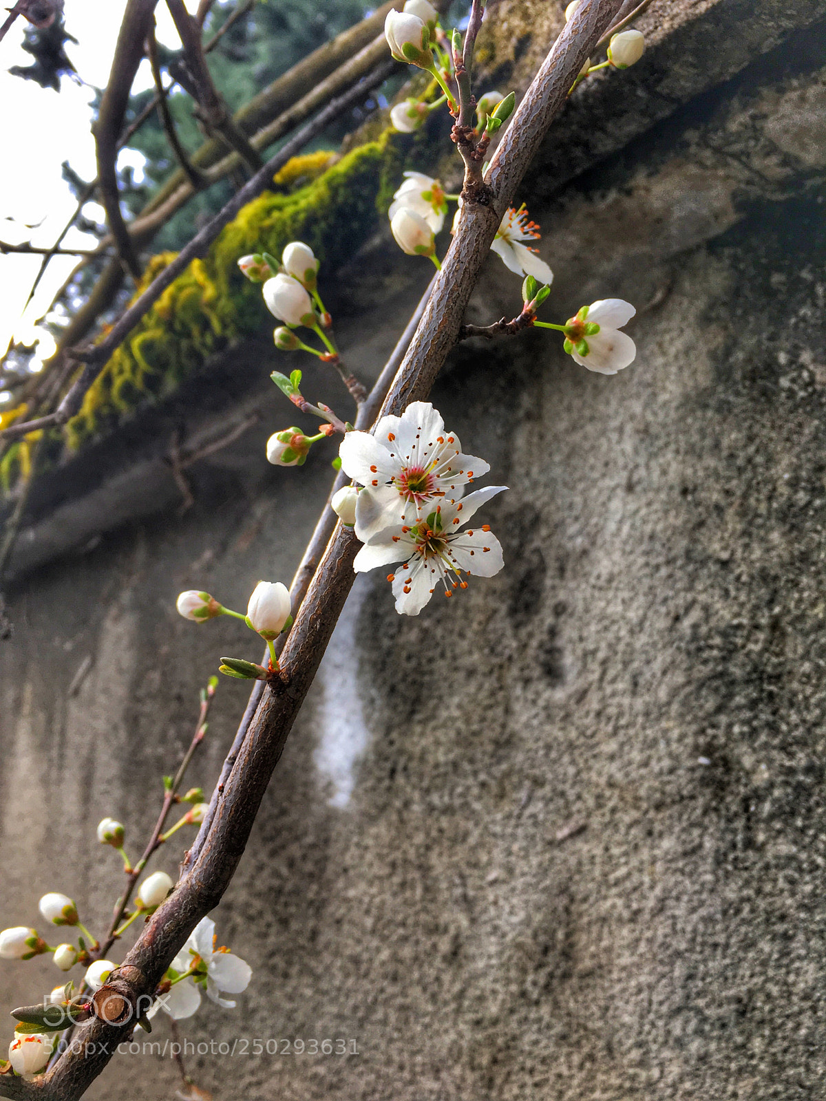 Apple iPhone 6s sample photo. The beginning of spring  photography