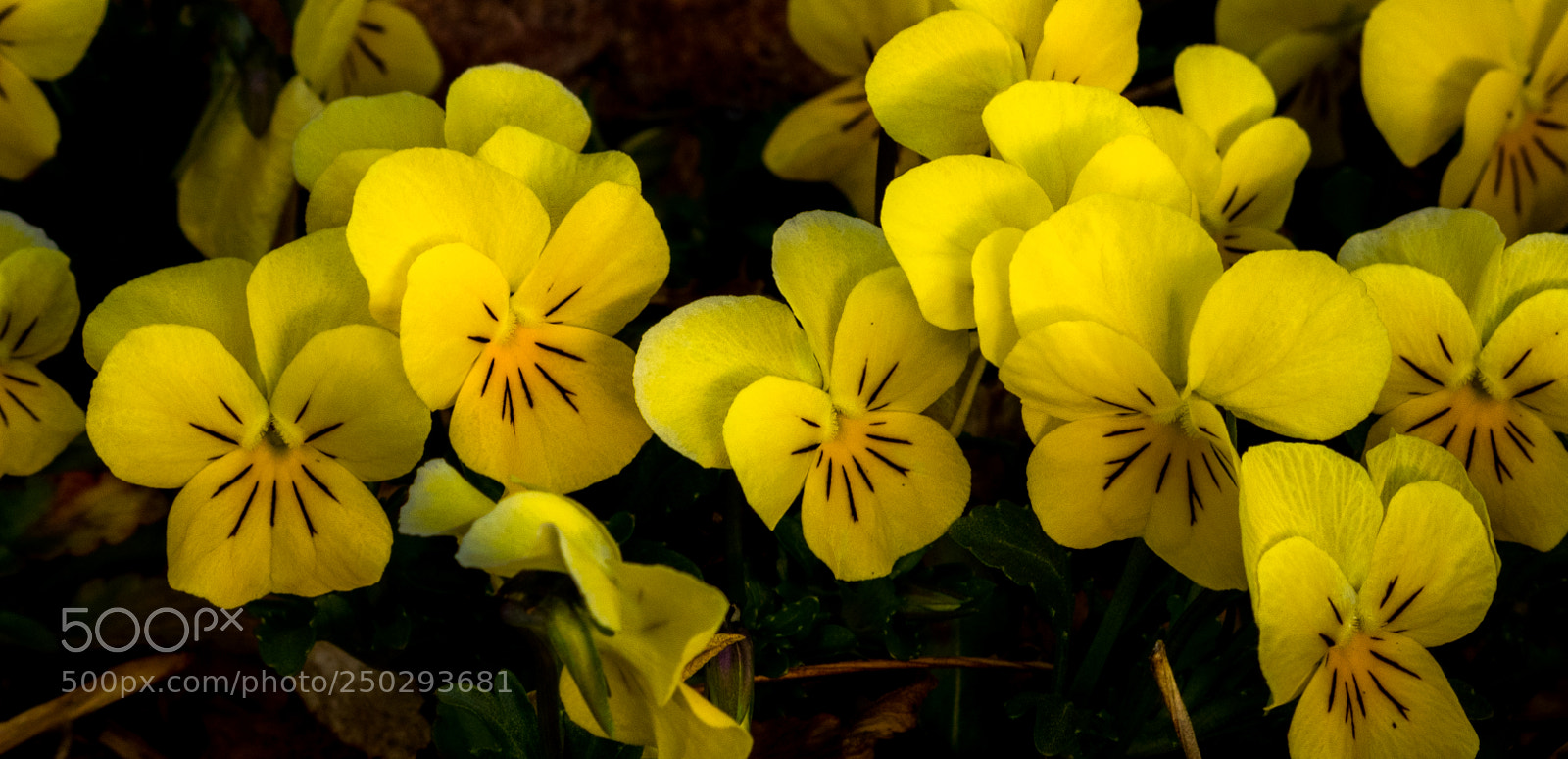 Canon EOS 80D sample photo. The yellow crop photography