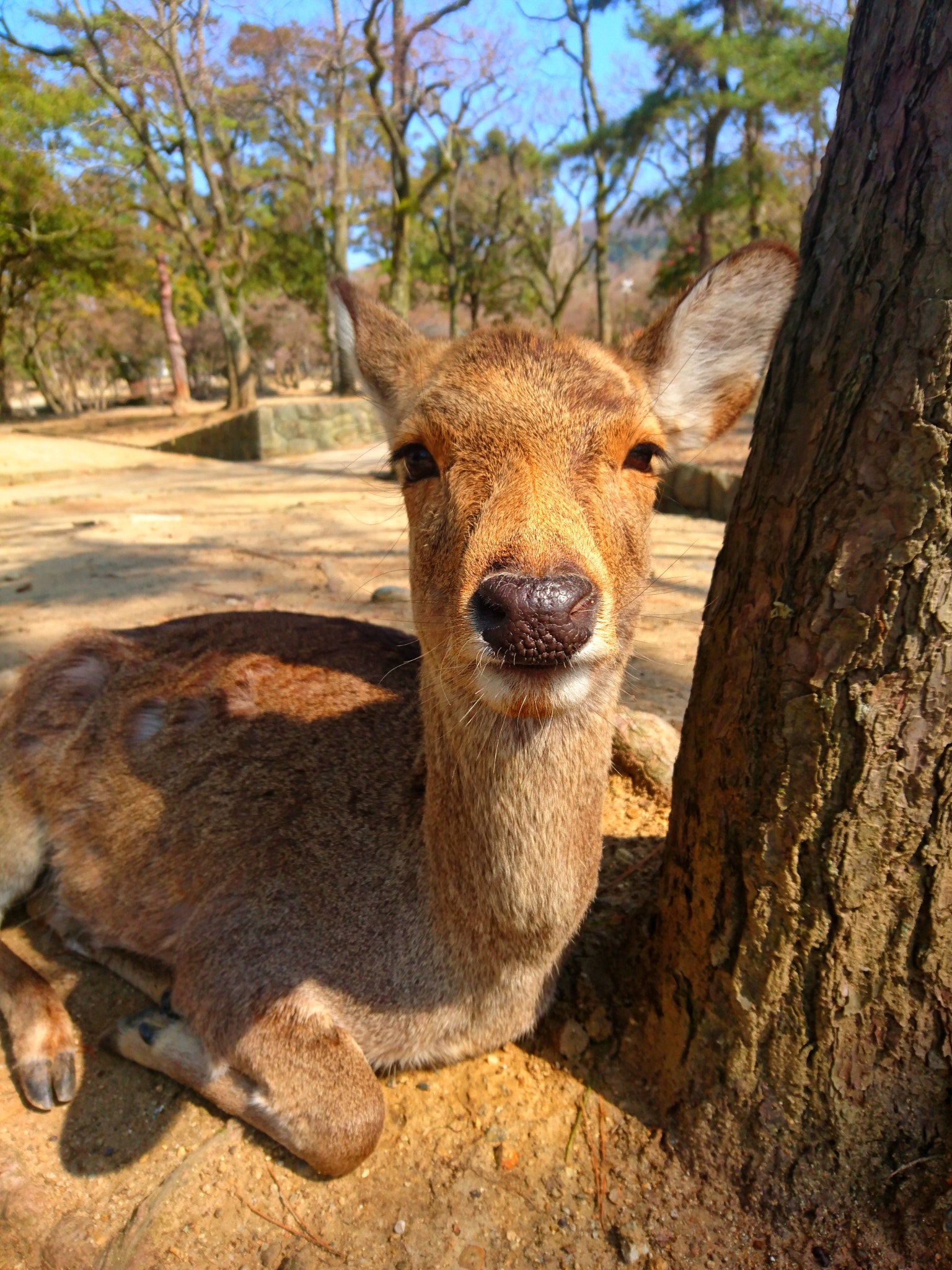 Sony Xperia Z5 sample photo. Nara's deer photography