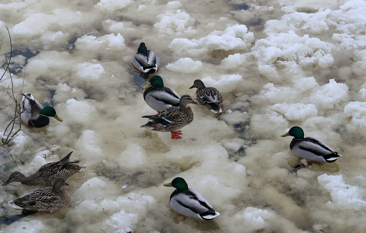 Canon EF-S 55-250mm F4-5.6 IS sample photo. В ледяном плену photography