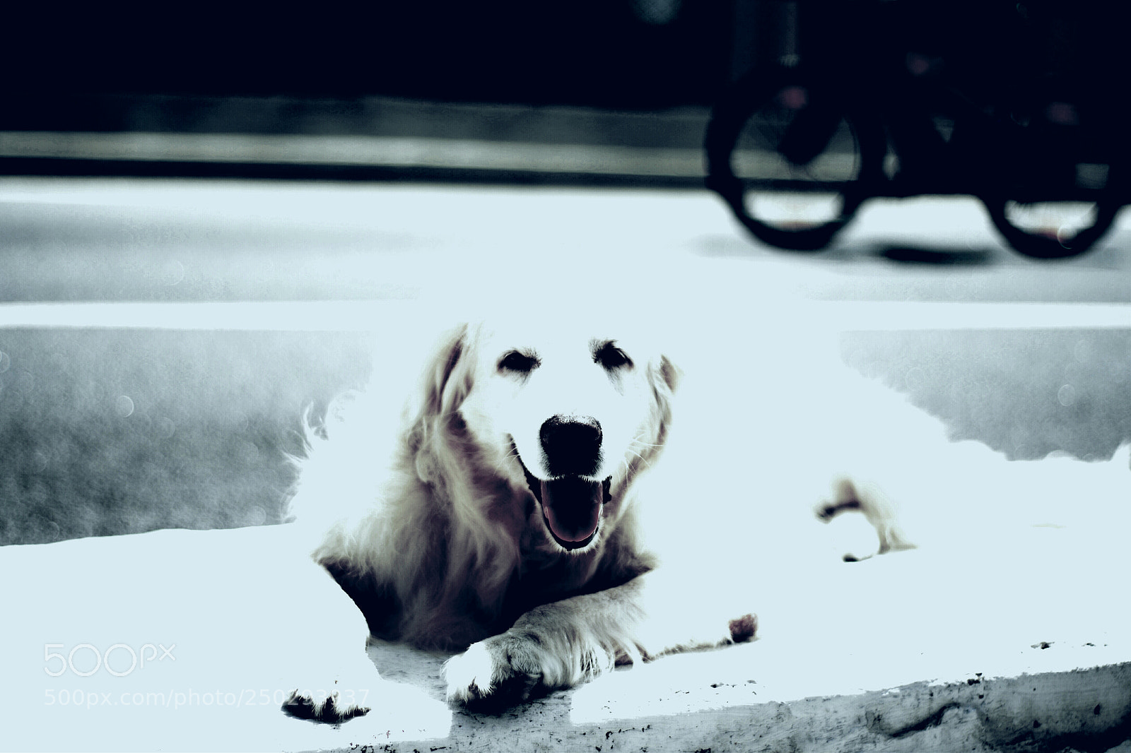 Nikon D3100 sample photo. Beautiful dog photography