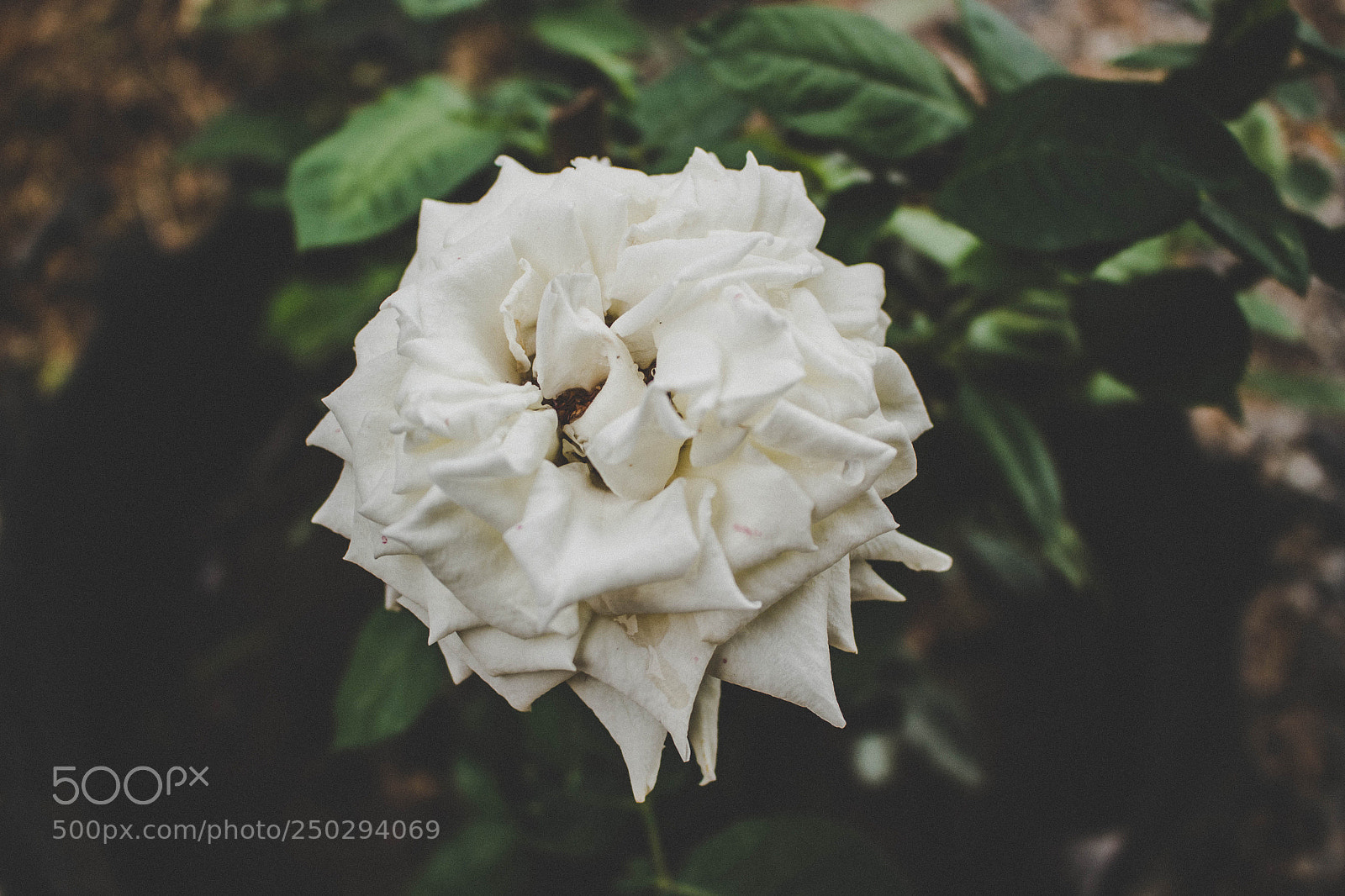 Canon EOS 700D (EOS Rebel T5i / EOS Kiss X7i) sample photo. Untitled photography