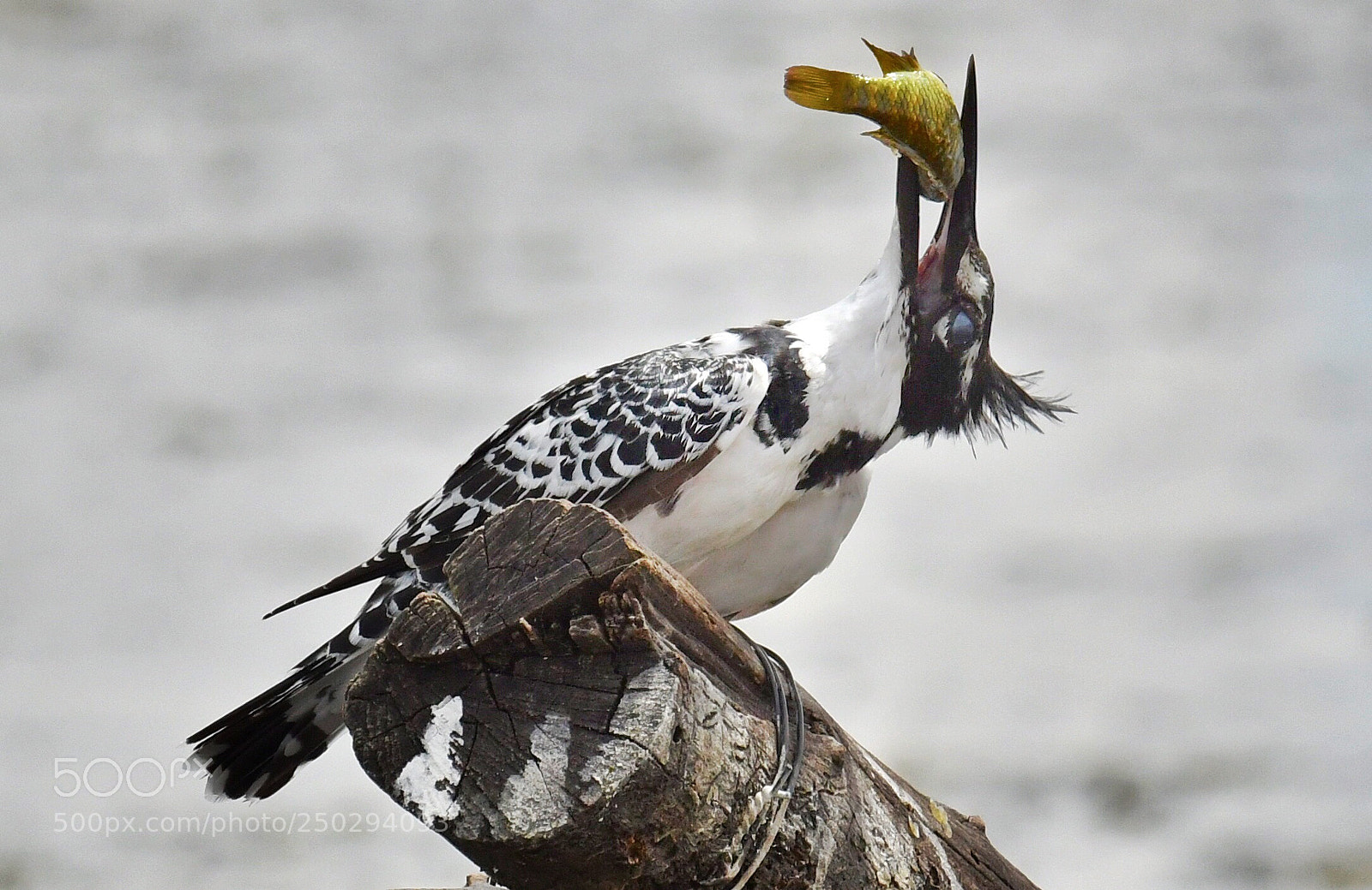 Nikon D500 sample photo. Pied kingfisher  photography