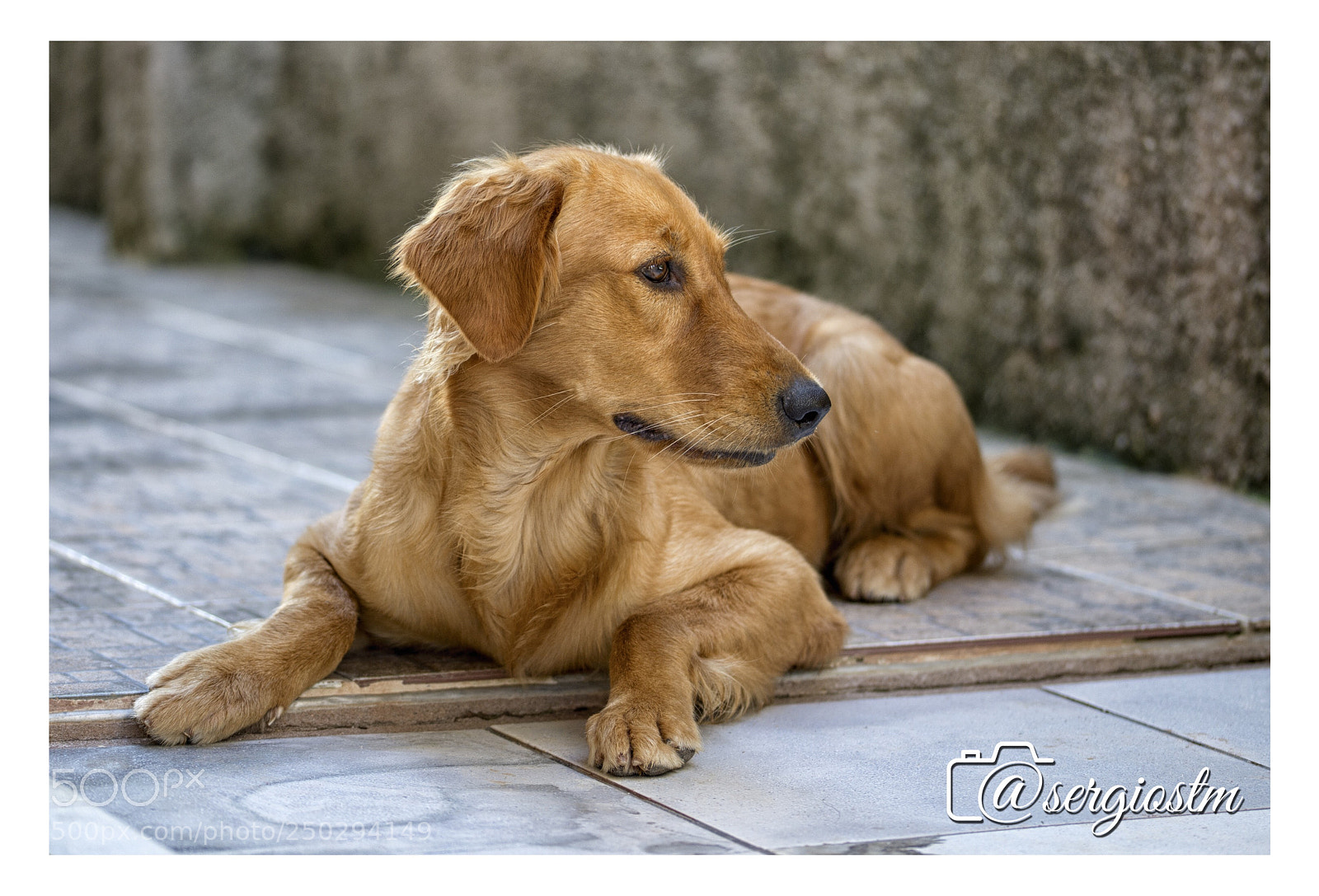 Nikon D610 sample photo. Golden retriever  photography