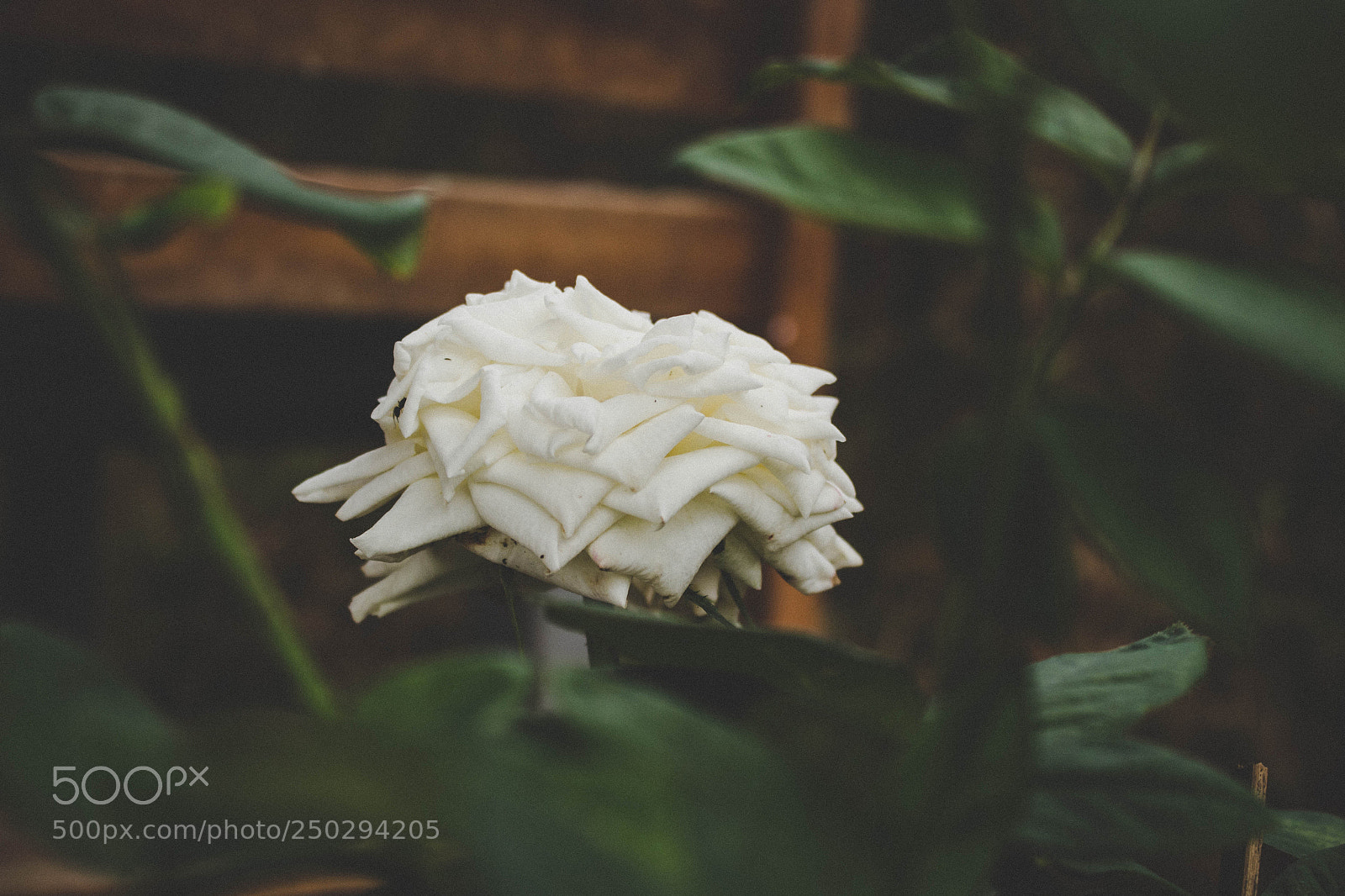 Canon EOS 700D (EOS Rebel T5i / EOS Kiss X7i) sample photo. Untitled photography