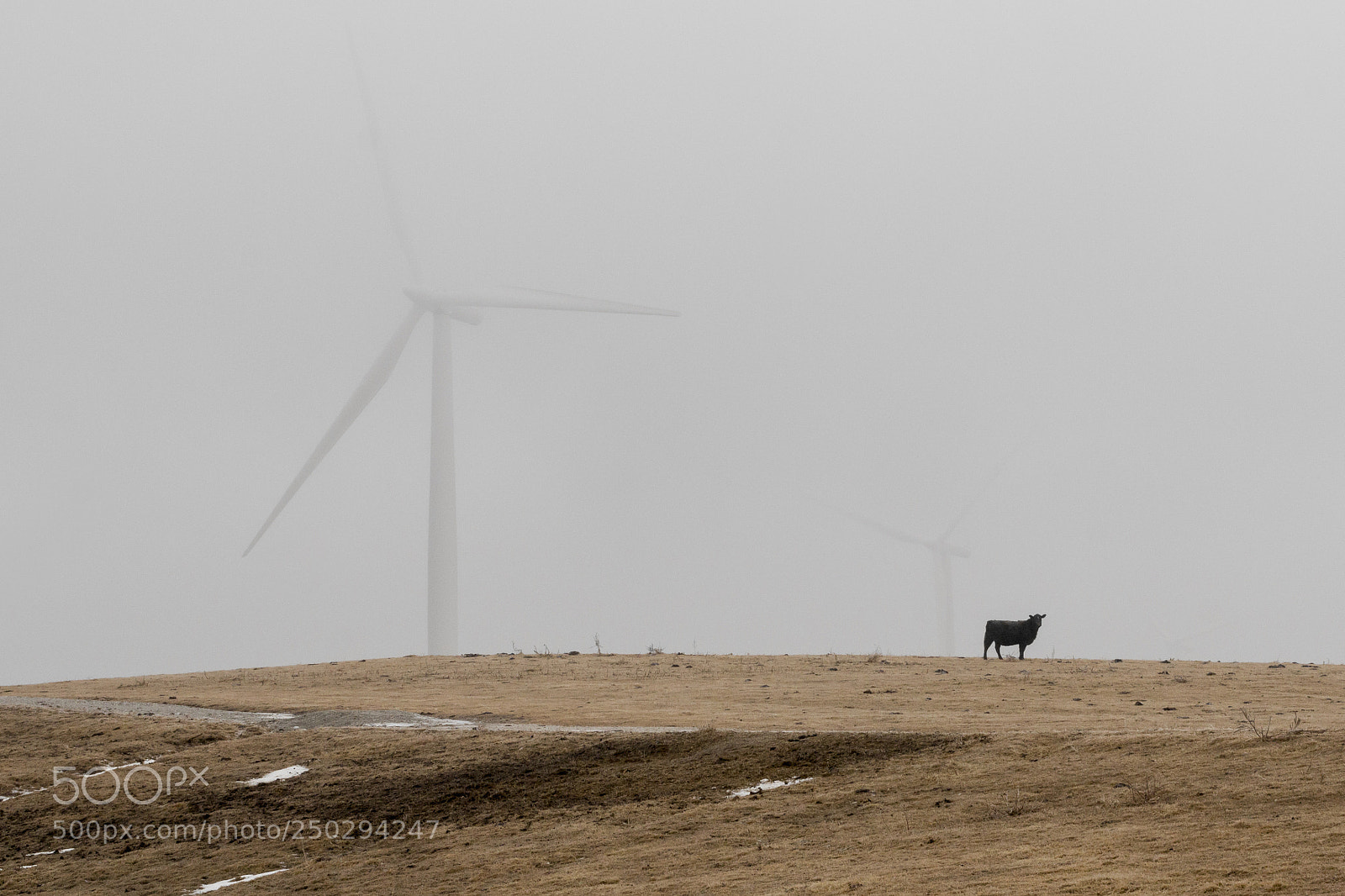 Canon EOS 70D sample photo. "cash cow" photography