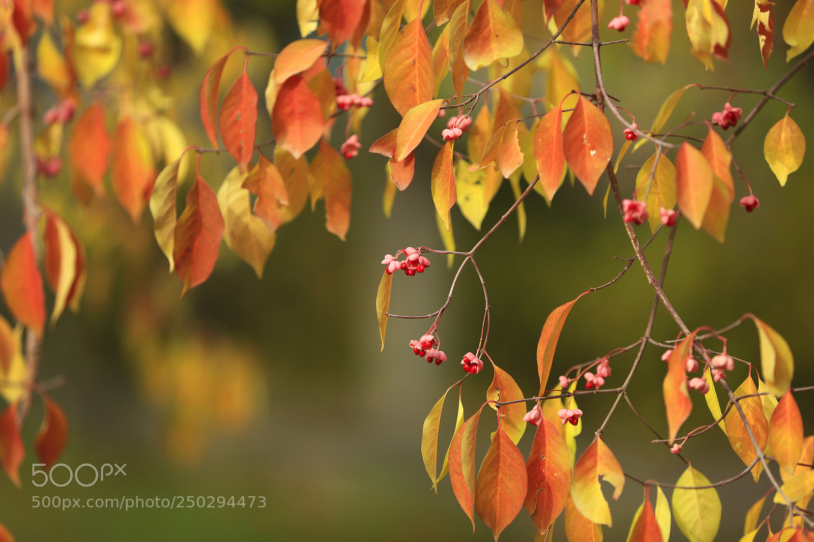 Canon EOS 5DS R sample photo. A photography