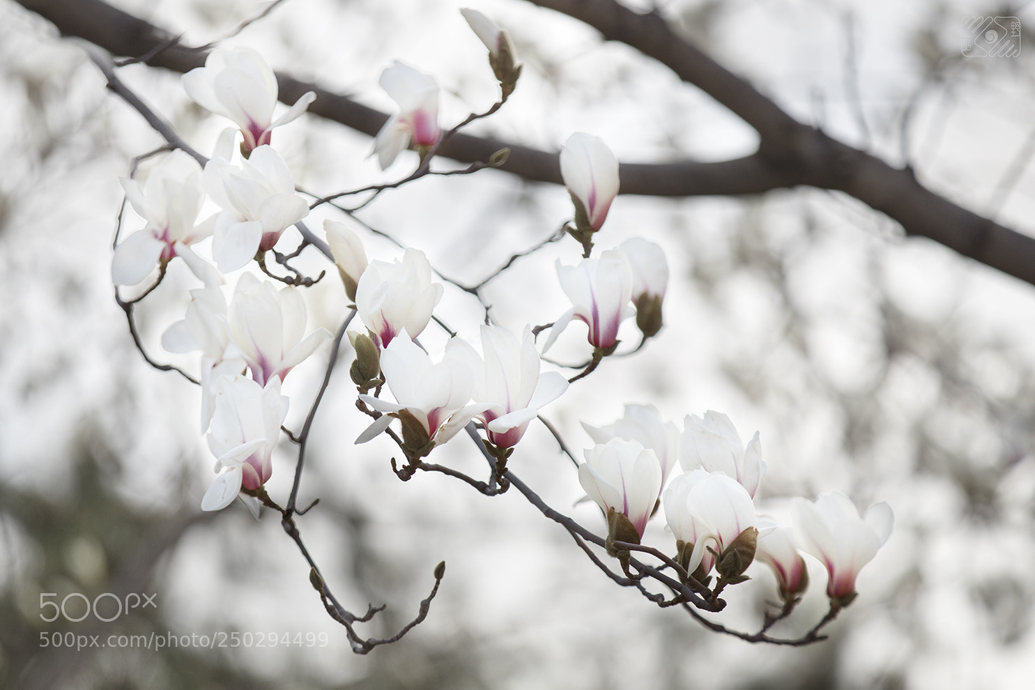 Canon EOS-1D X Mark II sample photo. Spring photography