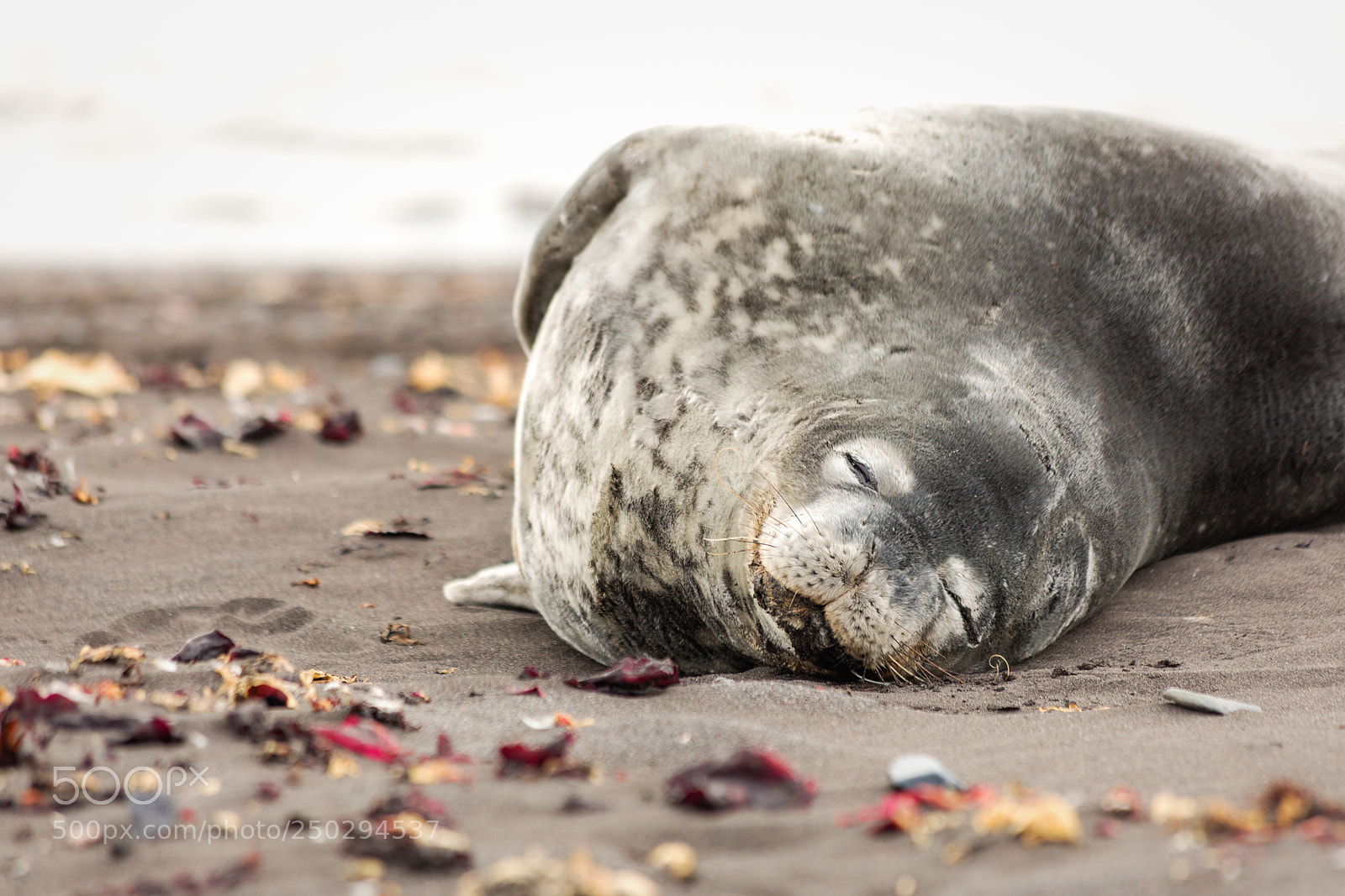 Canon EOS 5D Mark IV sample photo. Weddell seal photography