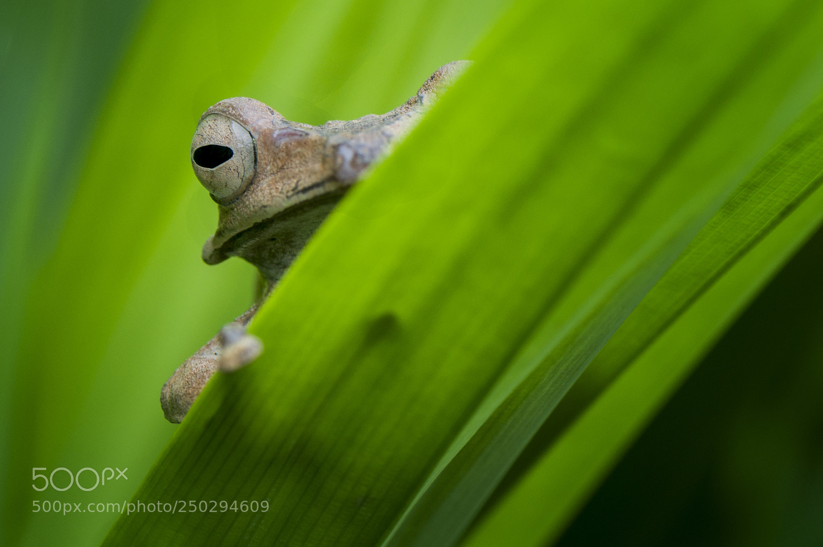 Nikon D90 sample photo. Long eared frog borneo photography