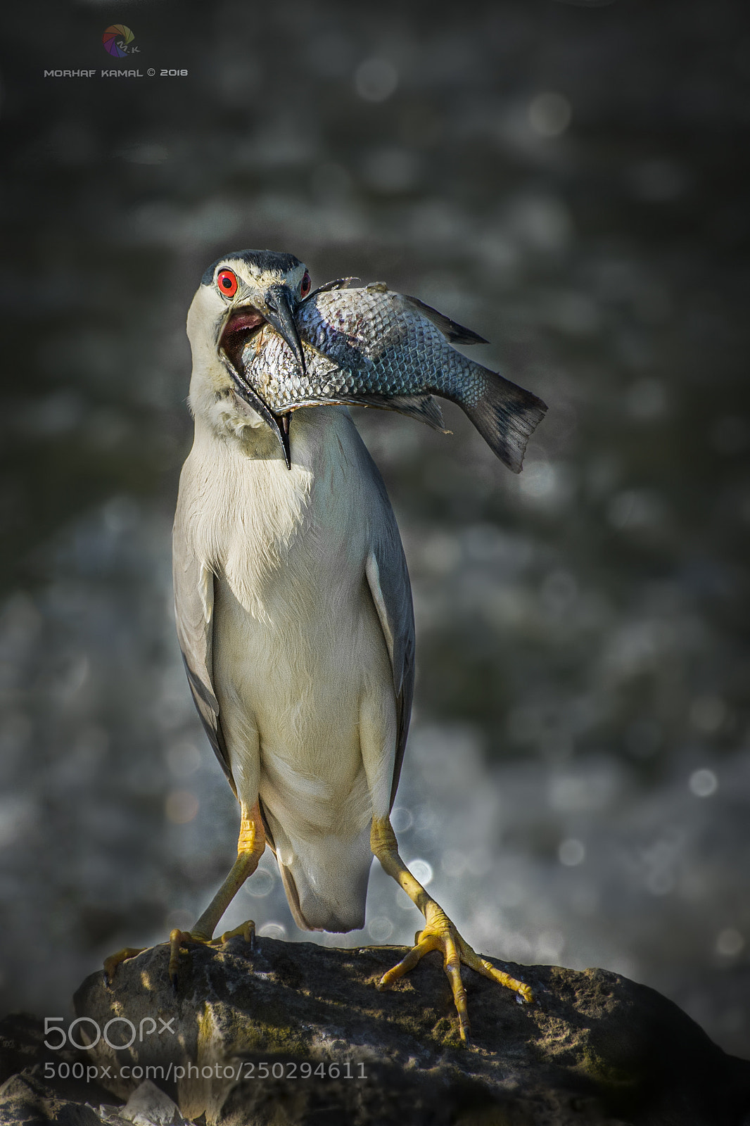 Nikon D7100 sample photo. Black-crowned night heron photography