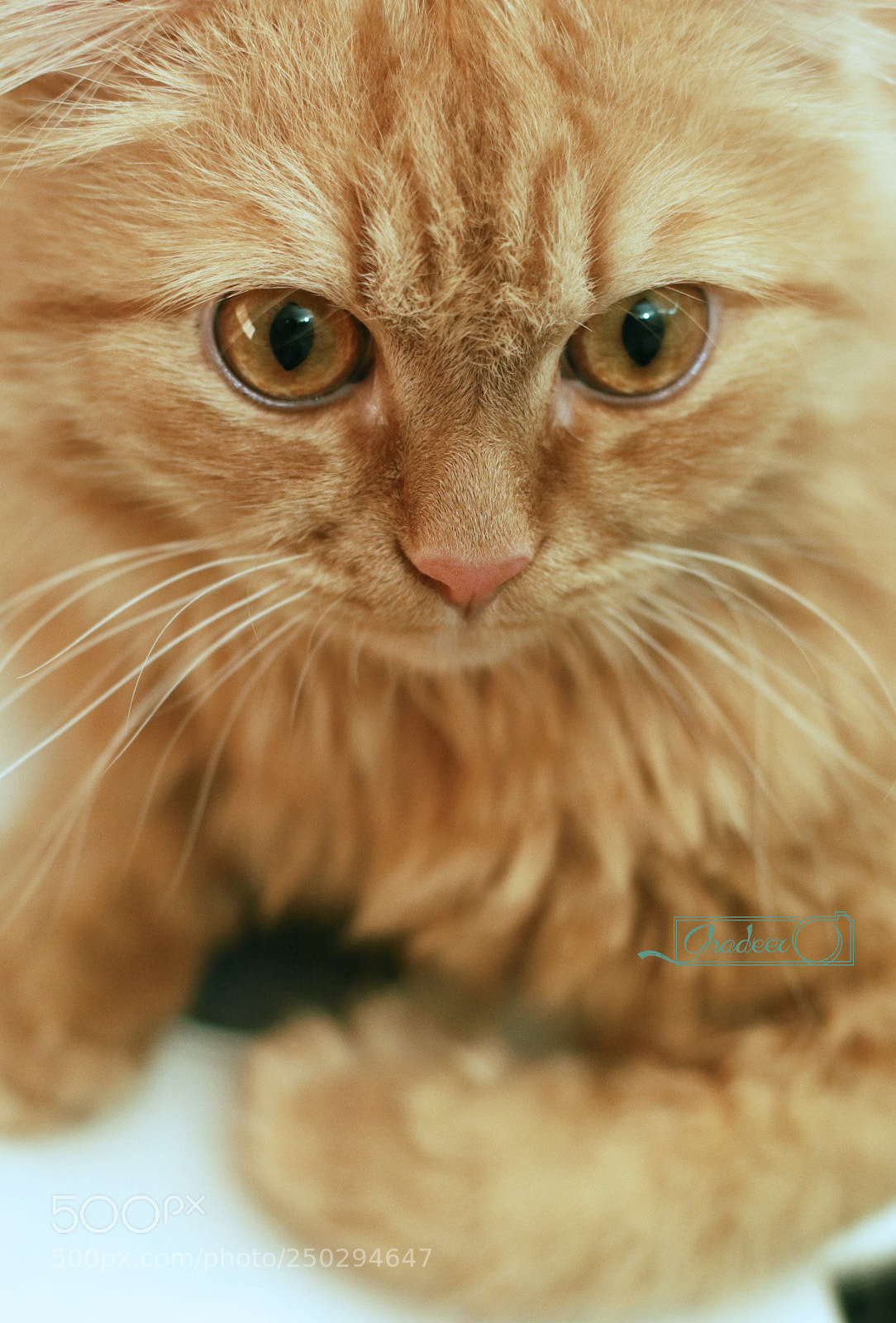 Canon EOS 70D sample photo. Img يييcopy photography