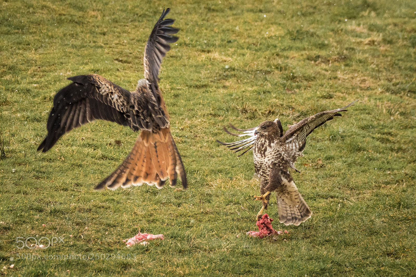 Canon EOS 7D Mark II sample photo. Red kite and buzzard photography