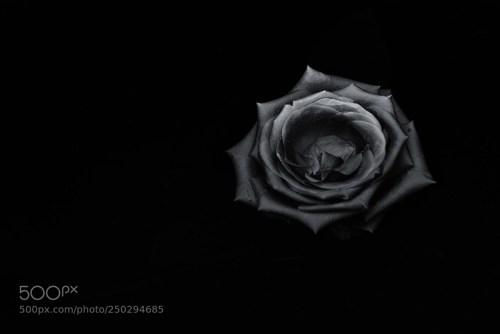 Nikon D610 sample photo. Subtle emerging ii photography