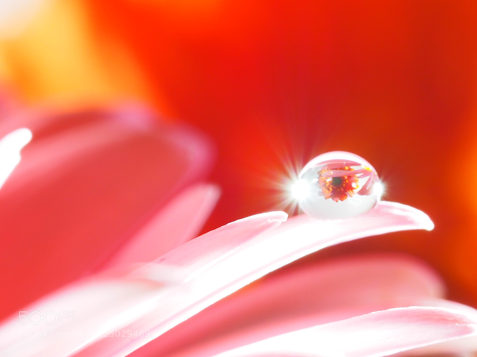 Olympus PEN E-PL5 sample photo. Dewdrops photography