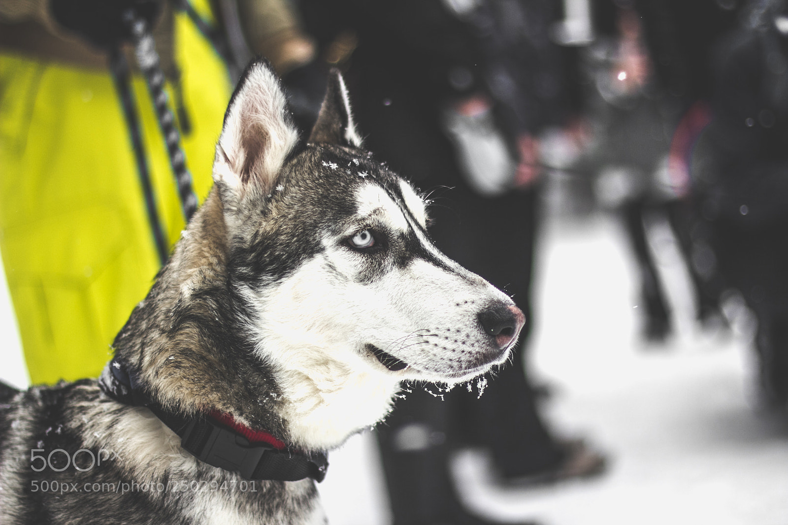 Canon EOS 60D sample photo. Artex photography