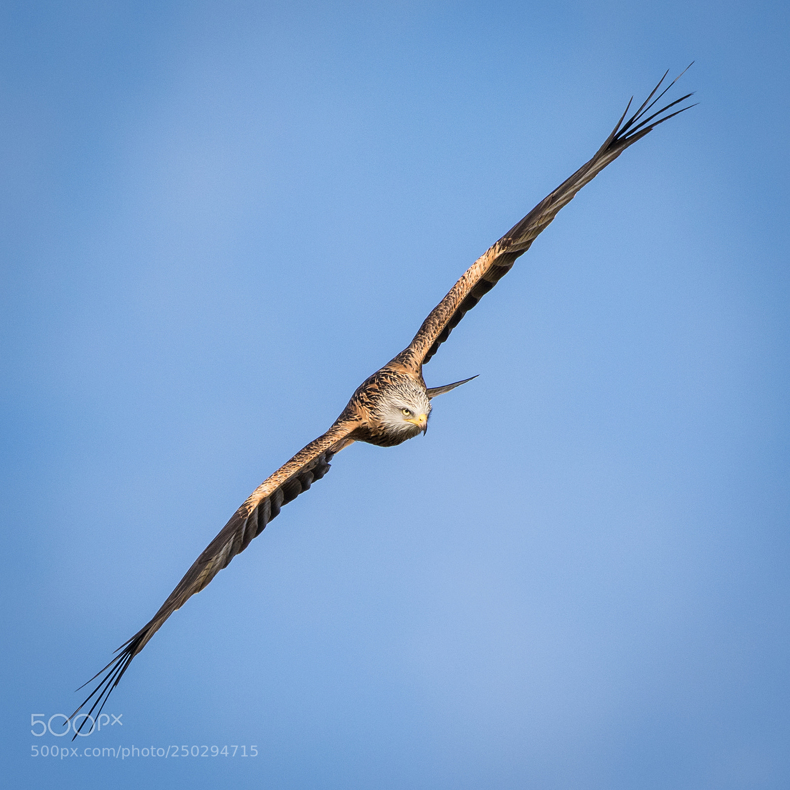 Canon EOS 7D Mark II sample photo. Red kite at gigrin photography
