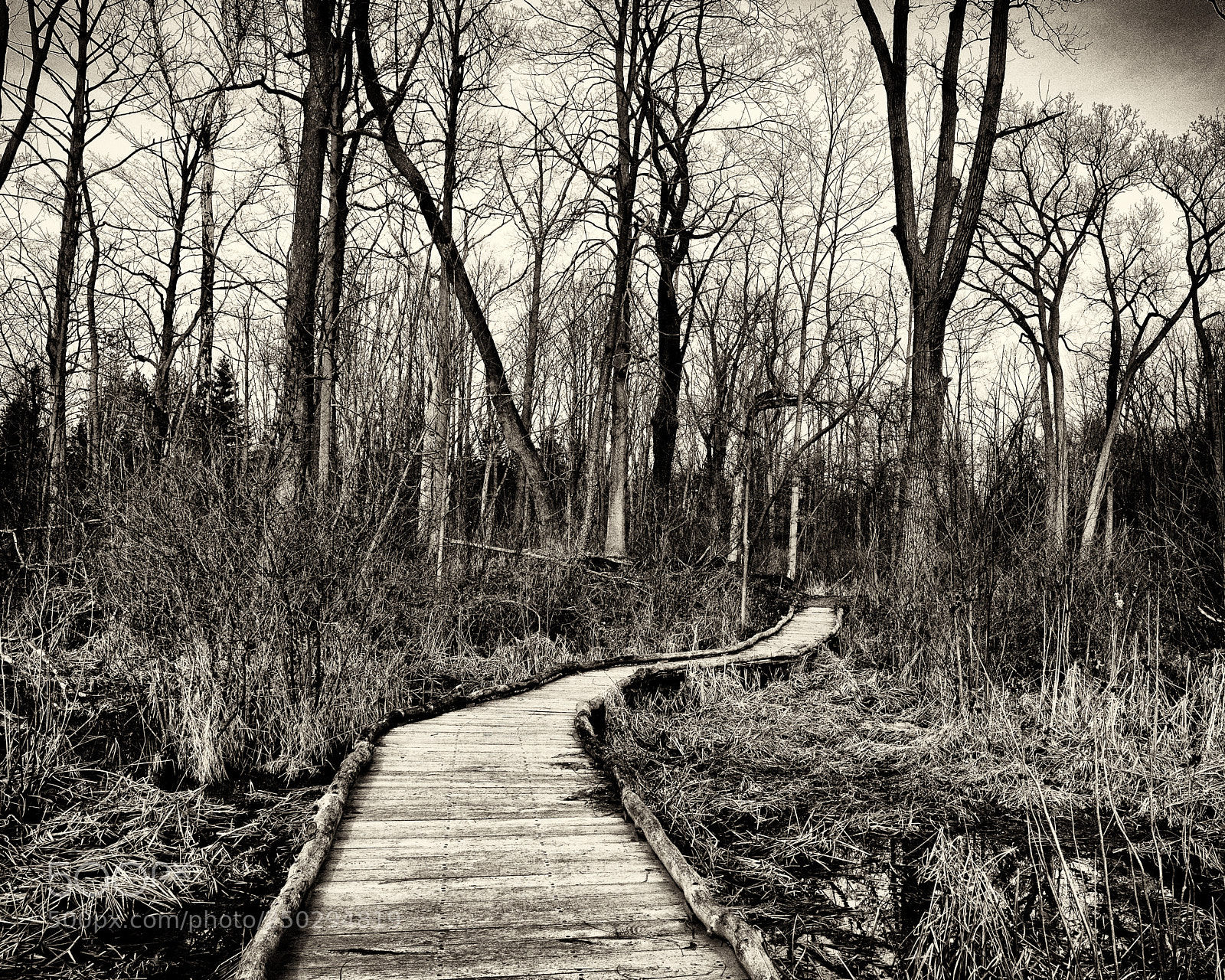 Ricoh GR sample photo. Through the marsh photography