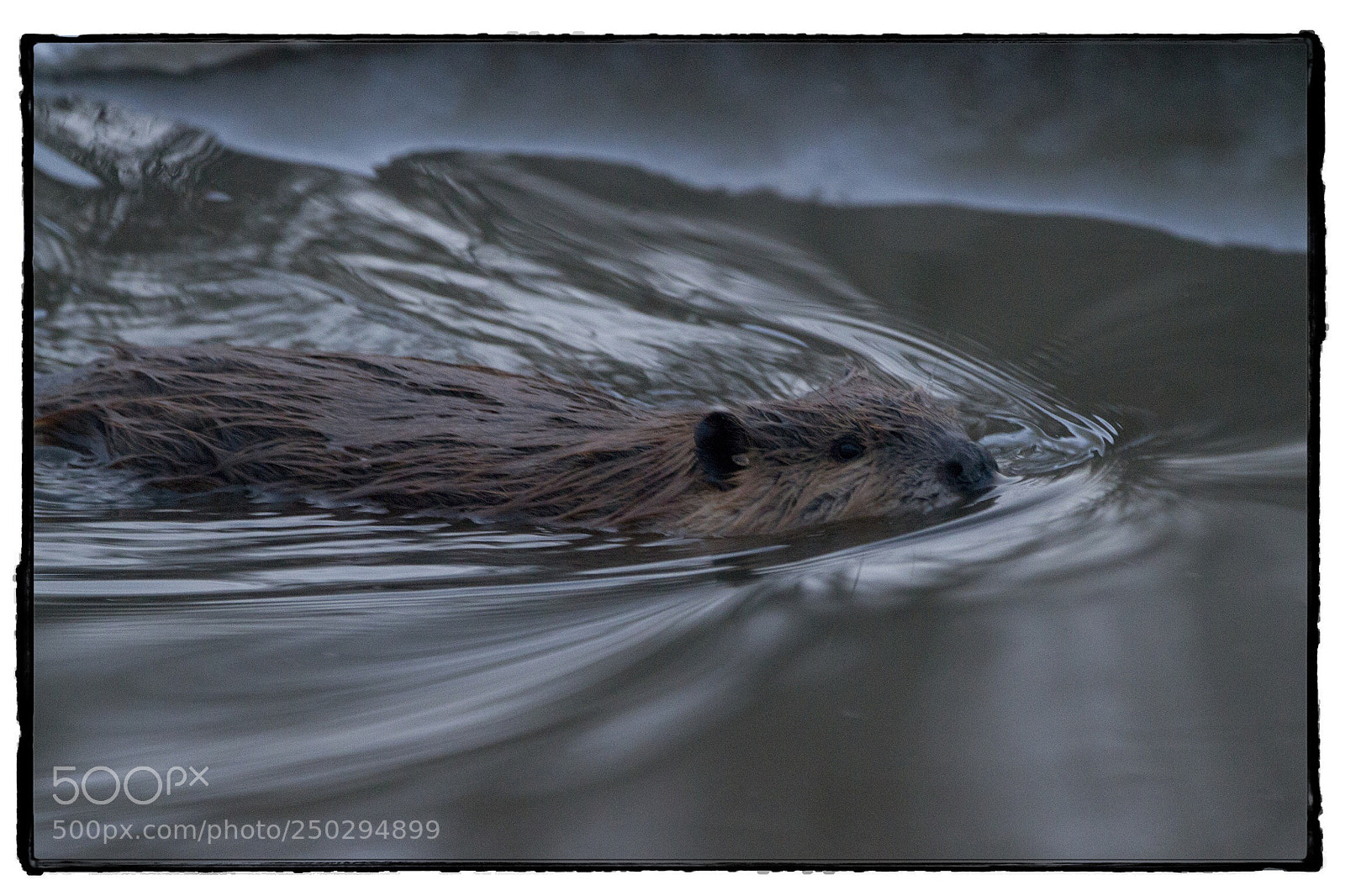 Canon EOS 7D sample photo. The beavers have returned photography