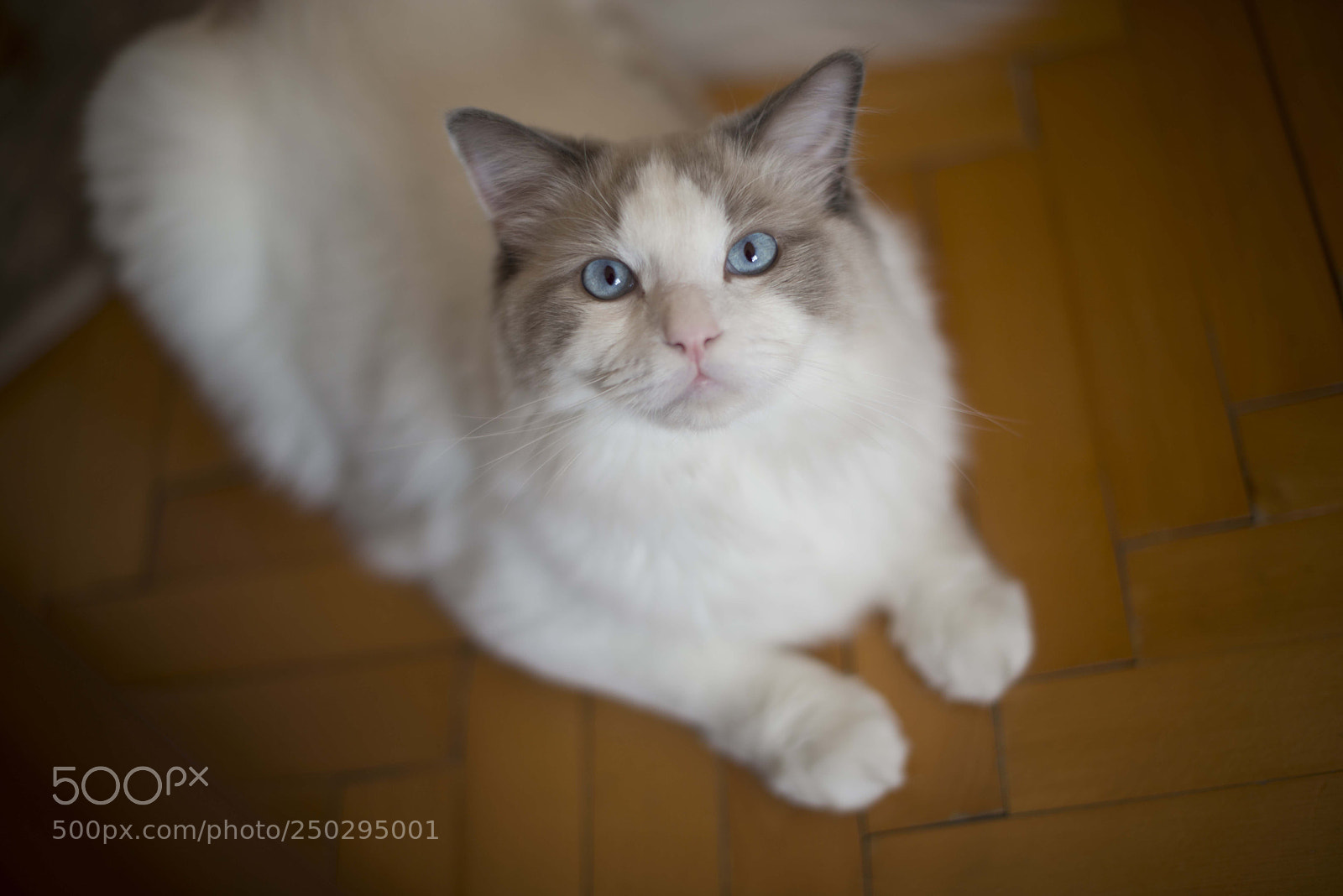 Nikon D800 sample photo. Untitled photography